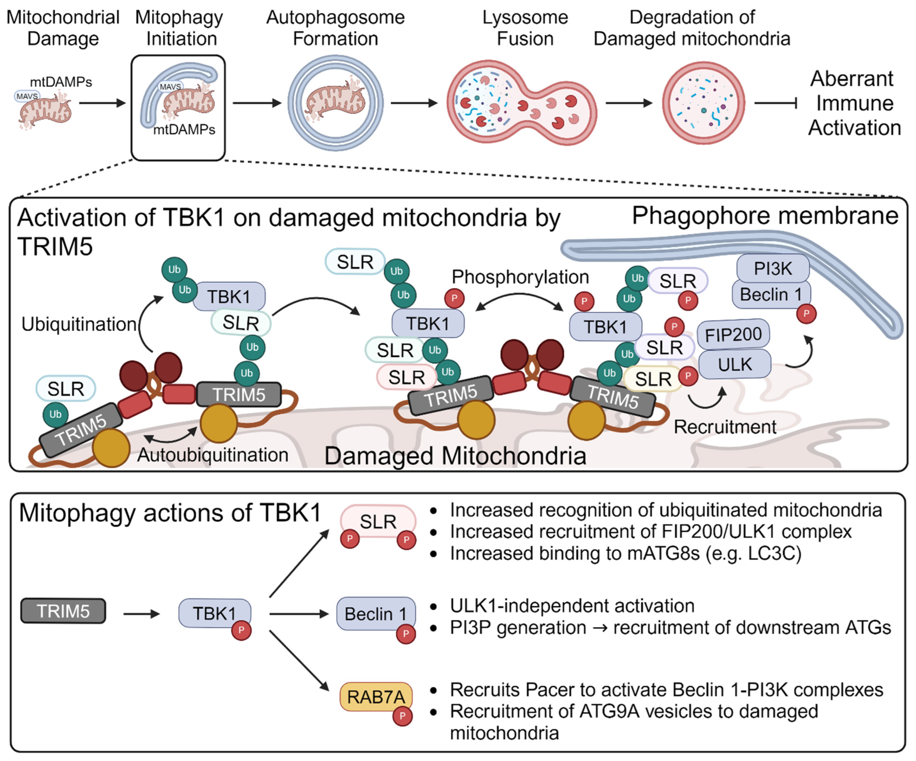 Viruses 16 01161 g003
