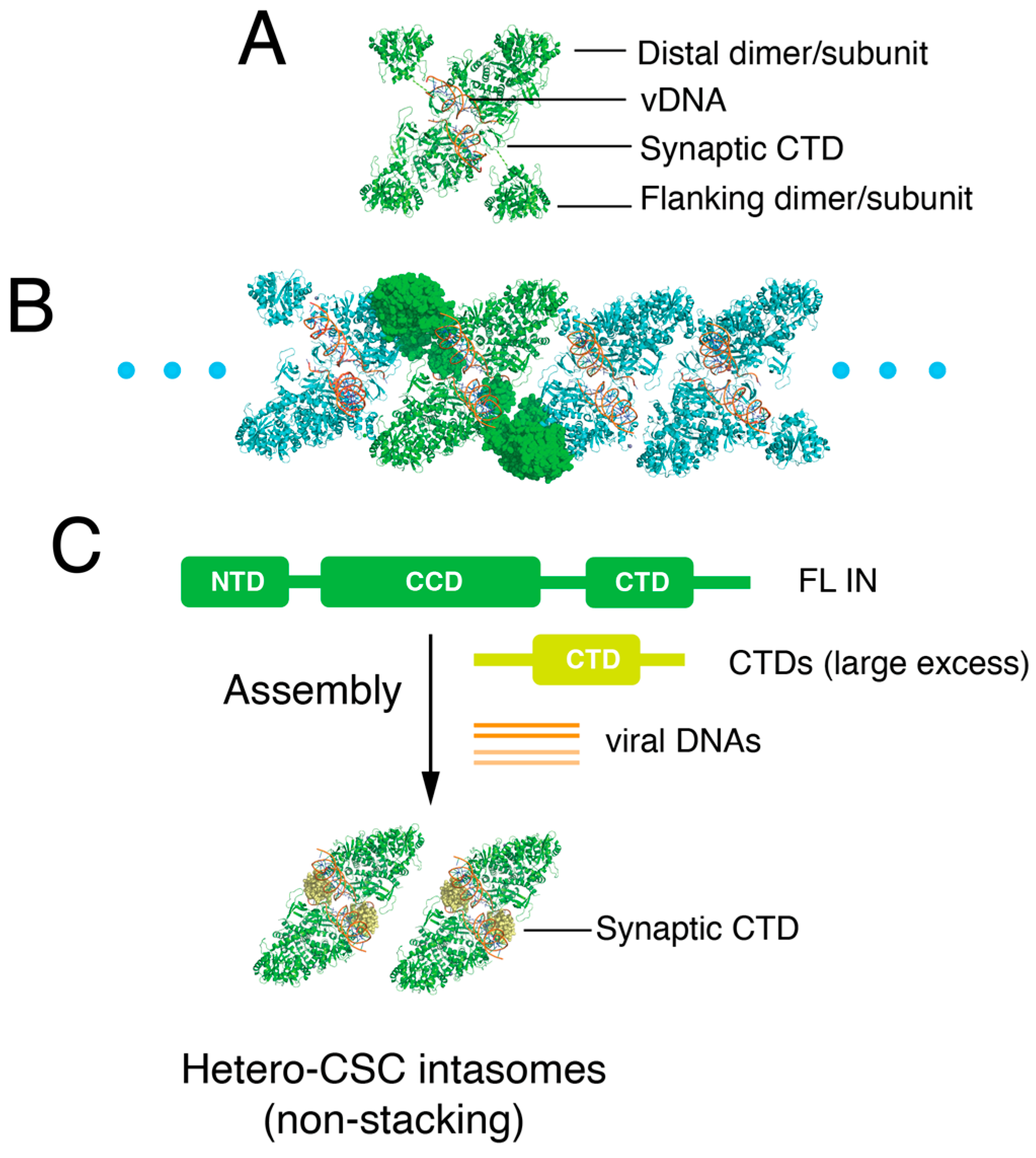 Viruses 16 01166 g001