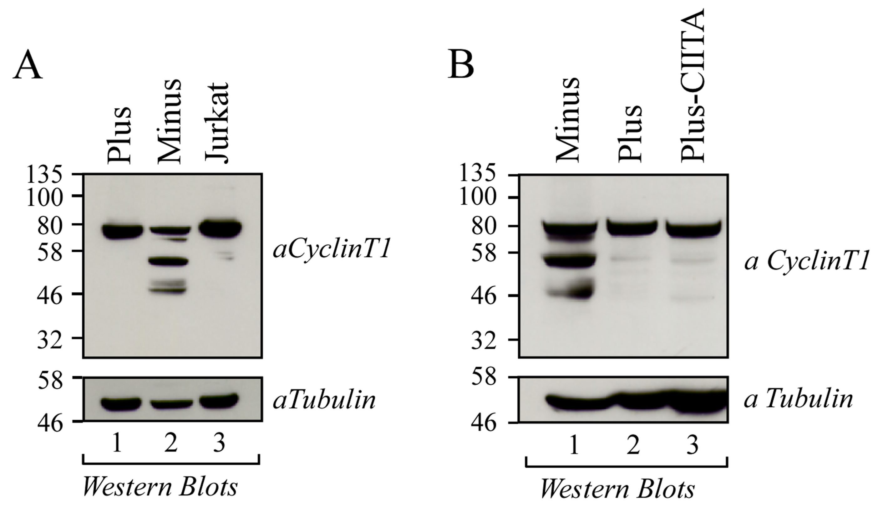 Viruses 16 01176 g001