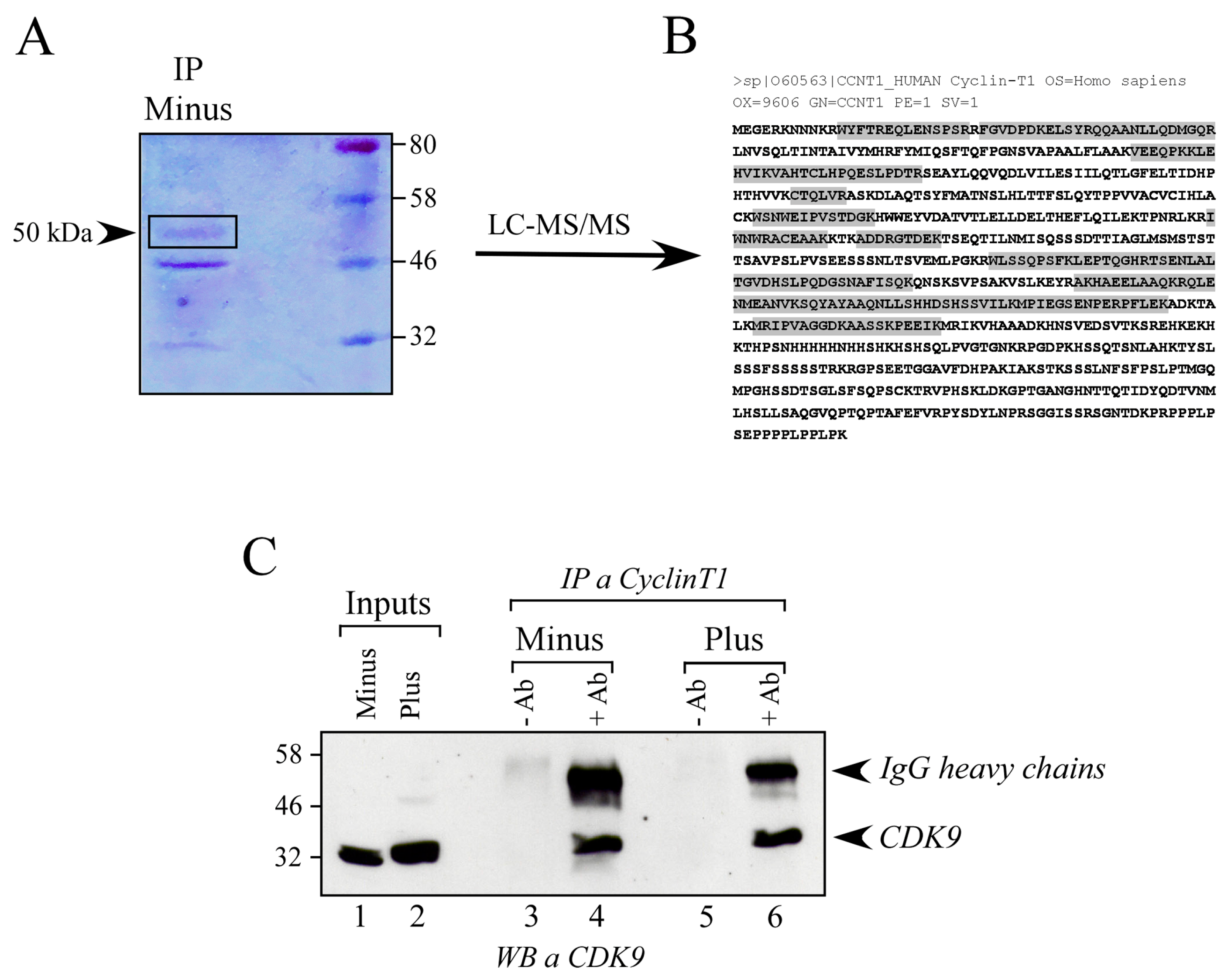 Viruses 16 01176 g002
