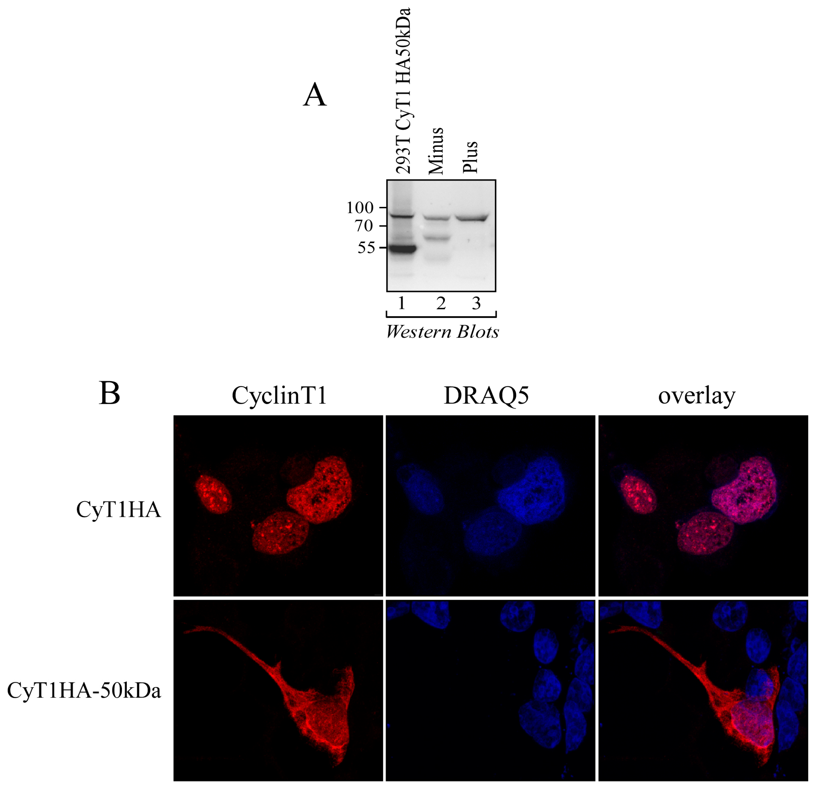 Viruses 16 01176 g006