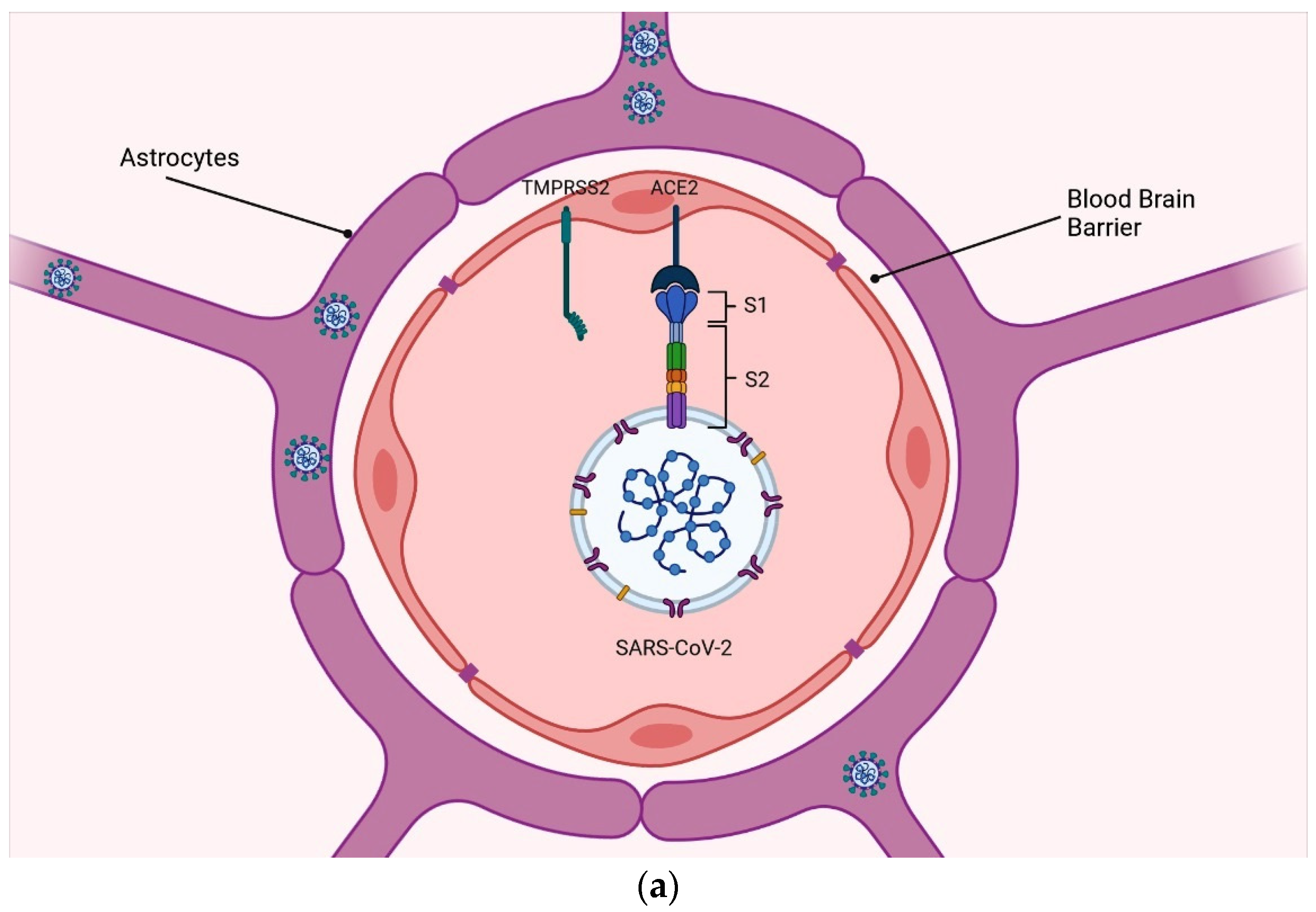 Viruses 16 01183 g001a