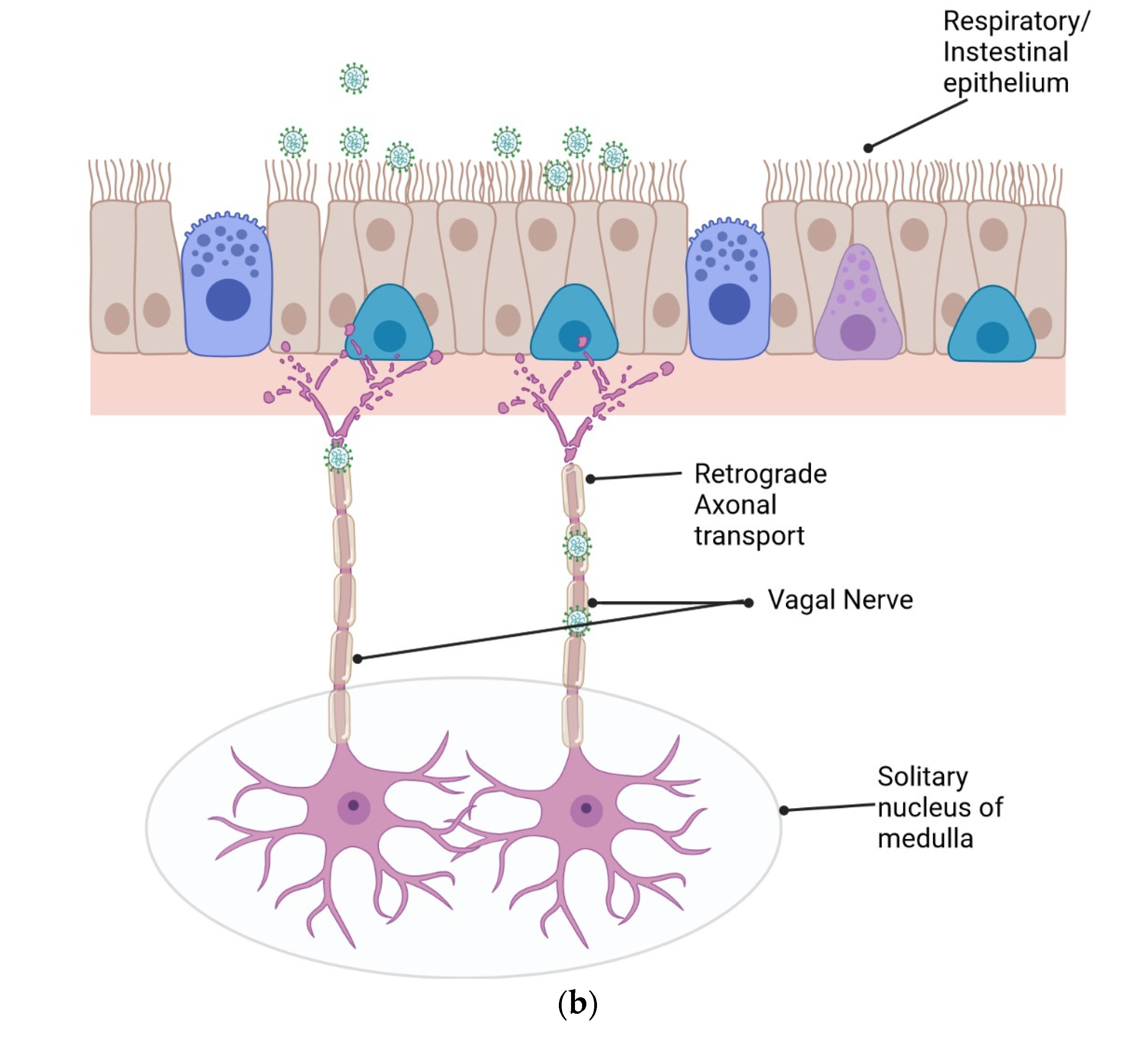 Viruses 16 01183 g001b