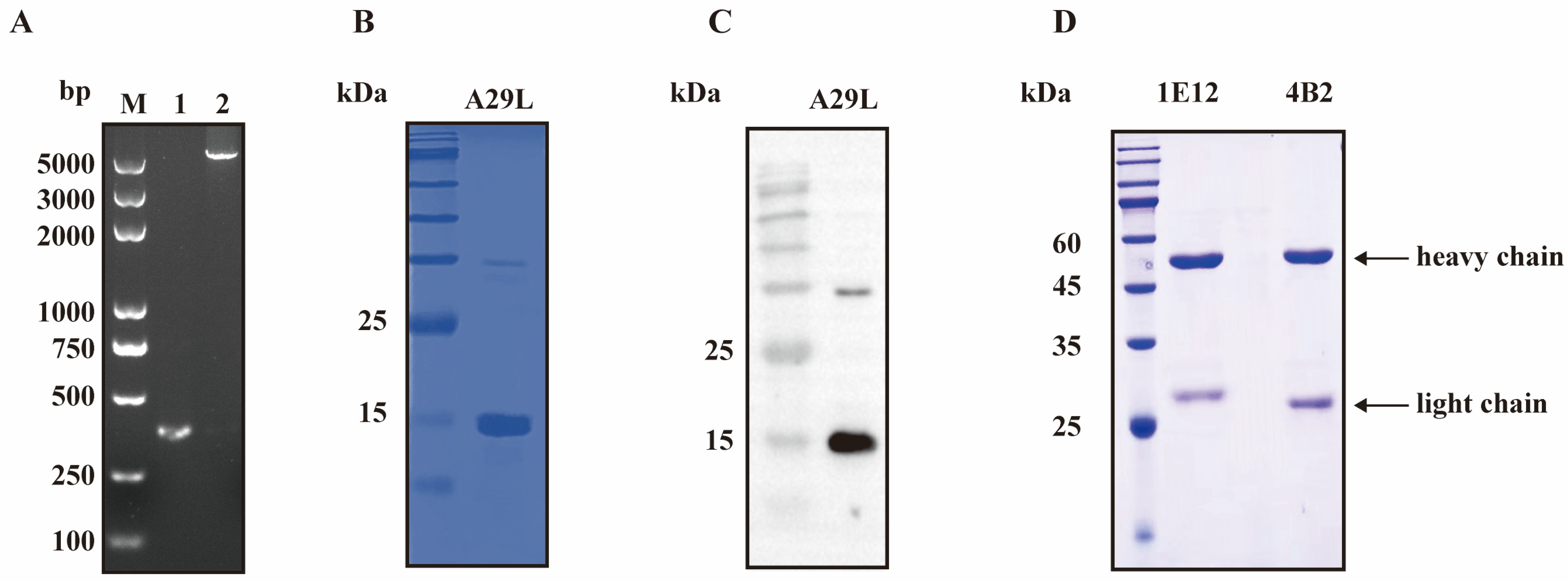 Viruses 16 01184 g001