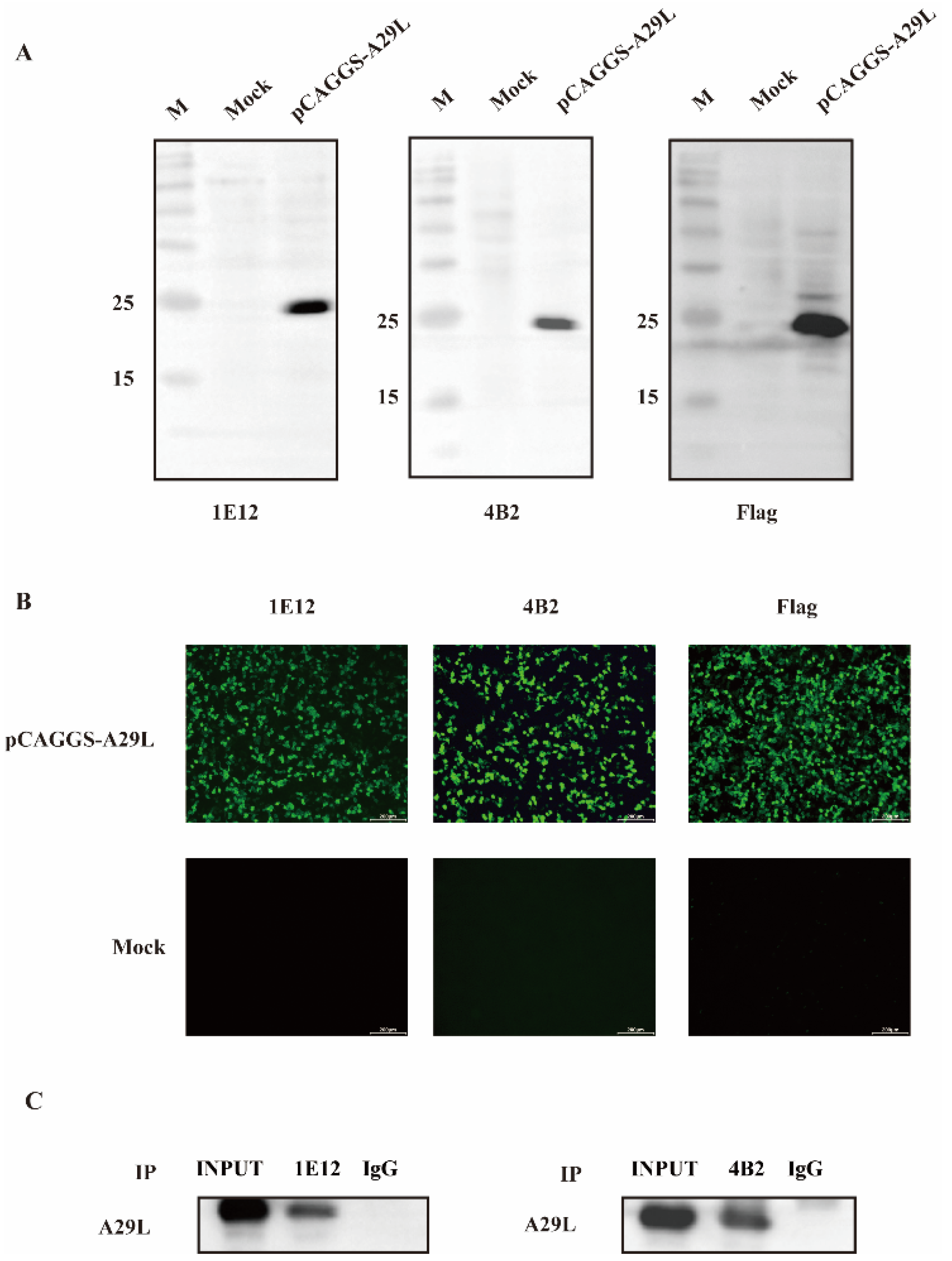 Viruses 16 01184 g002