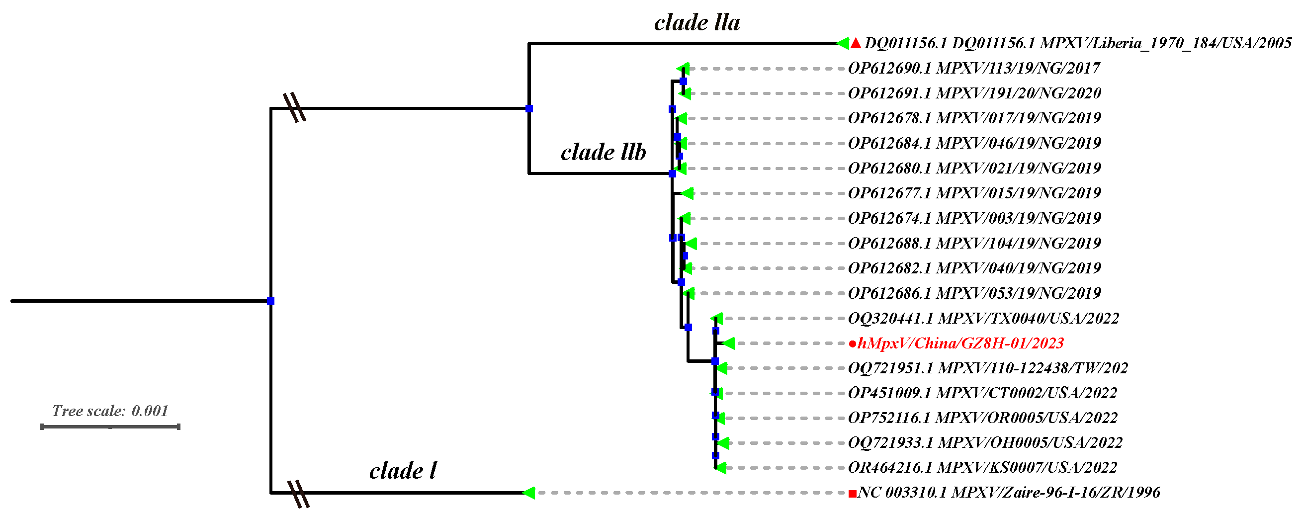 Viruses 16 01206 g001