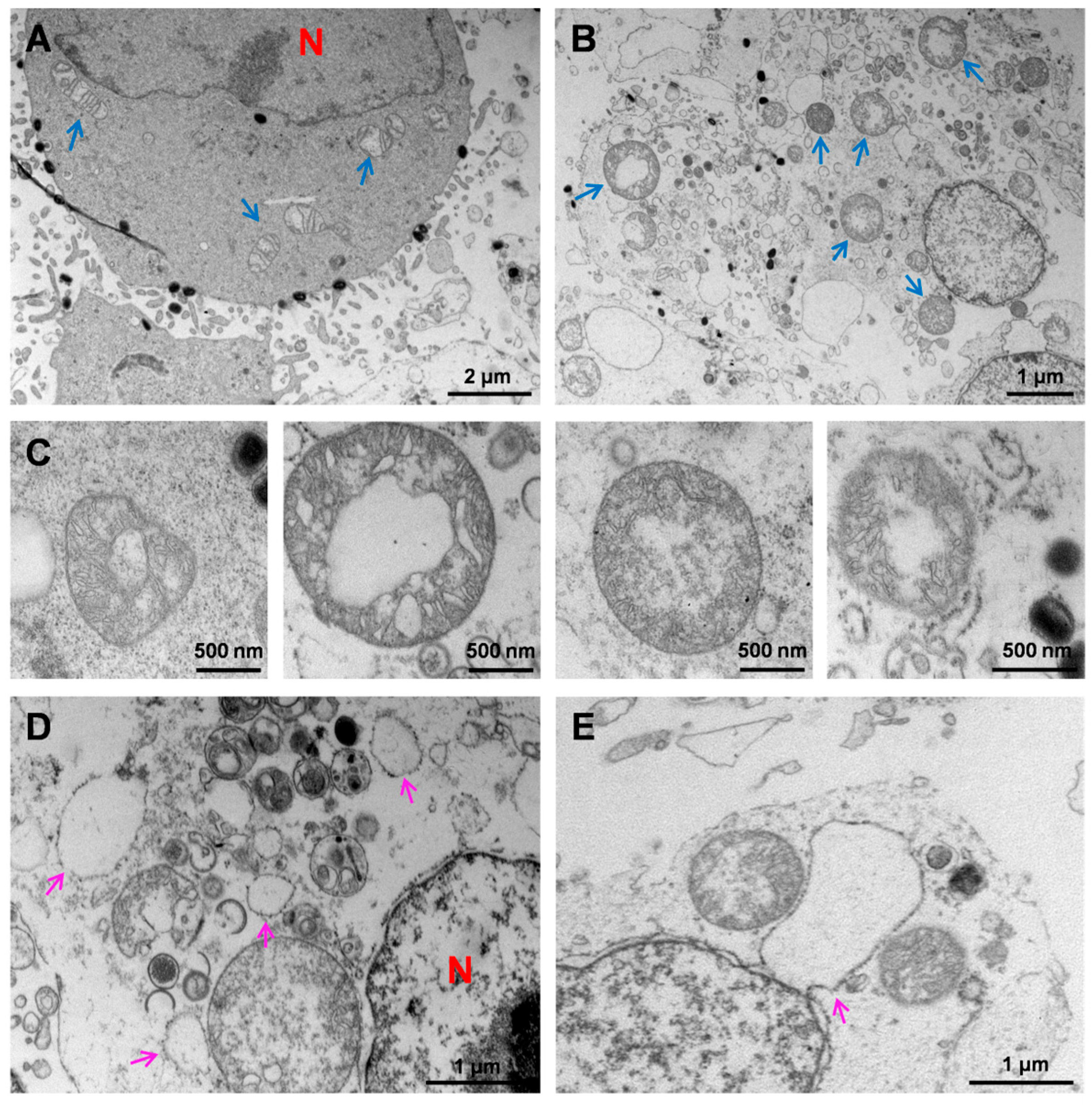 Viruses 16 01206 g004a