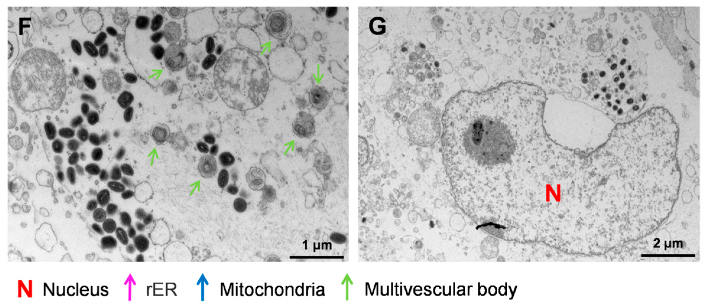 Viruses 16 01206 g004b