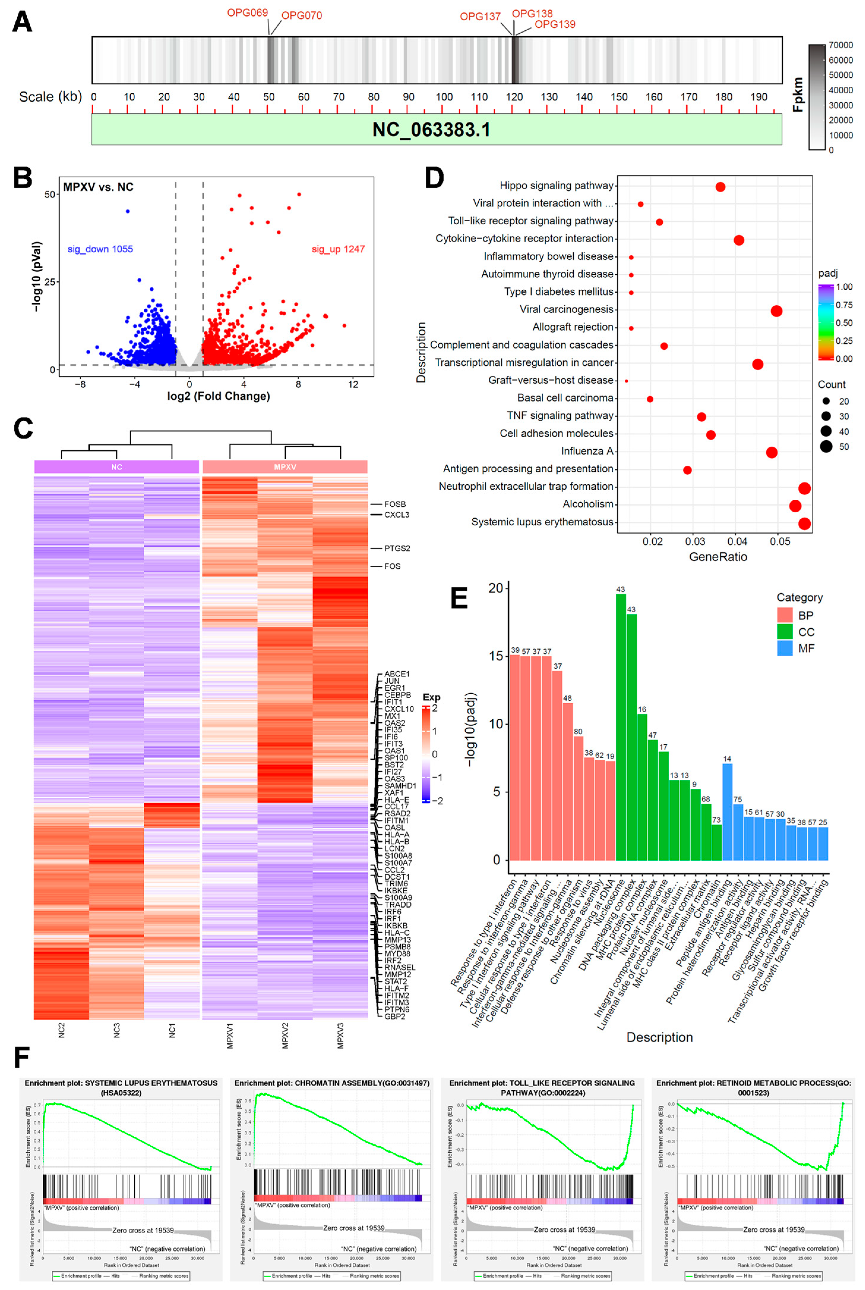 Viruses 16 01206 g005