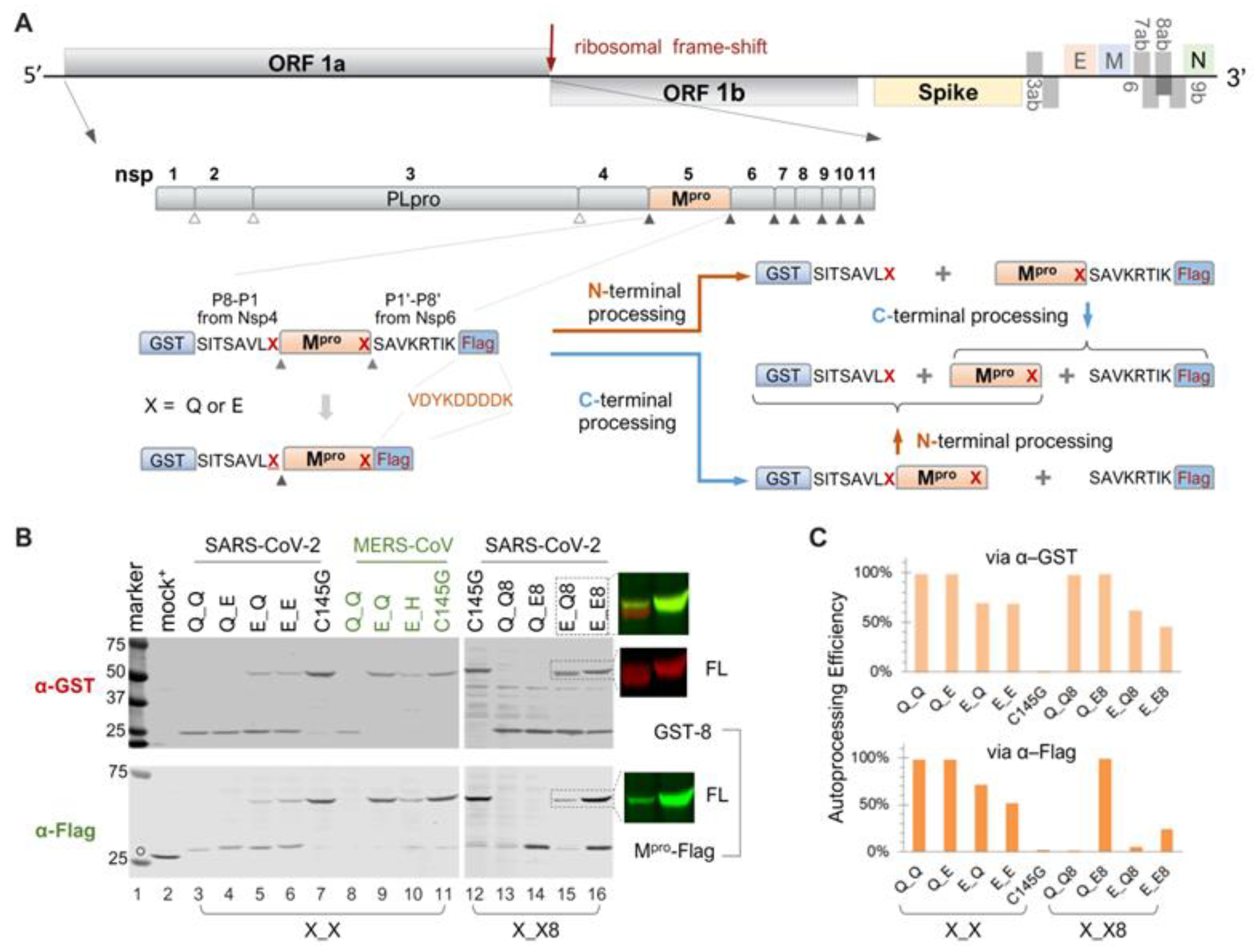 Viruses 16 01218 g001
