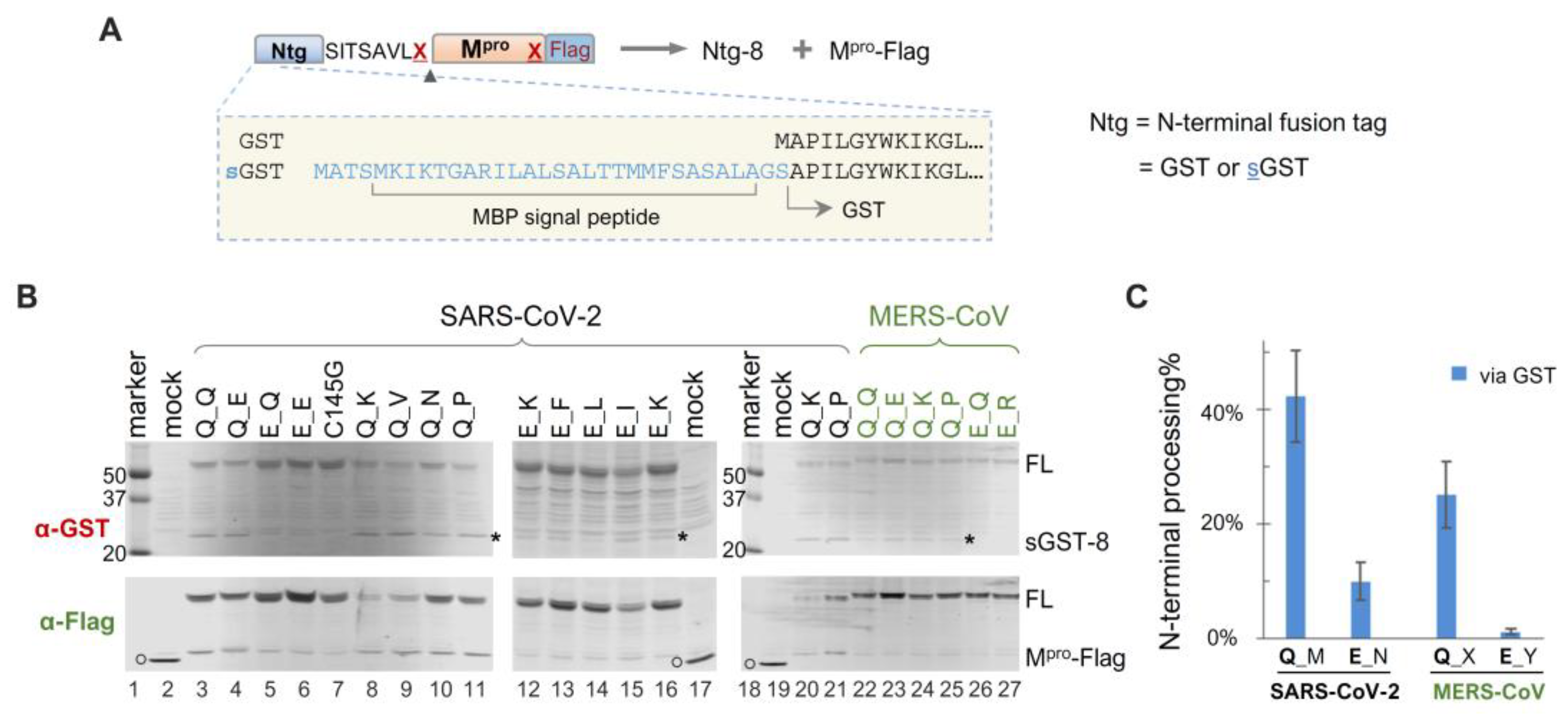 Viruses 16 01218 g003