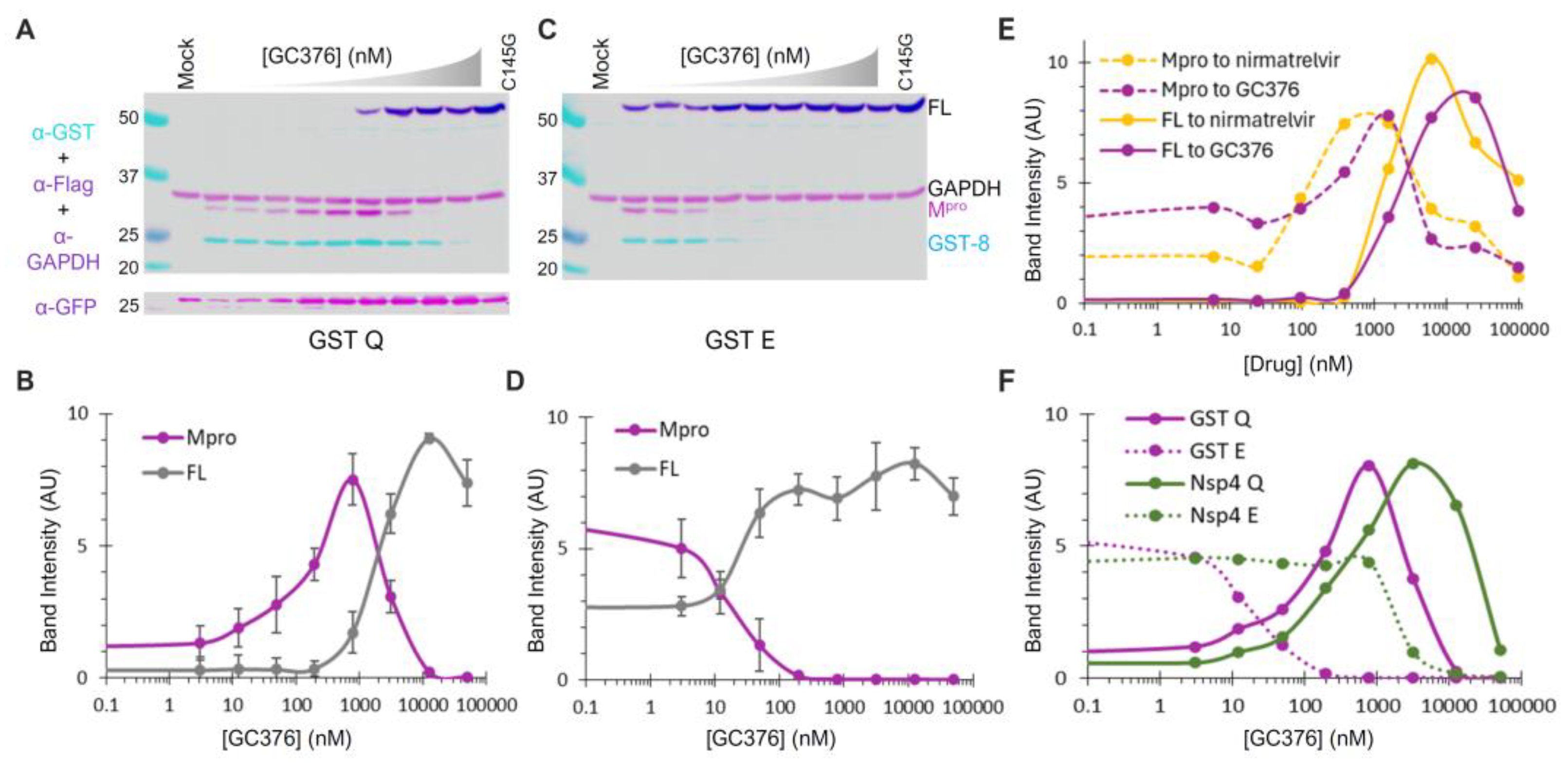 Viruses 16 01218 g005
