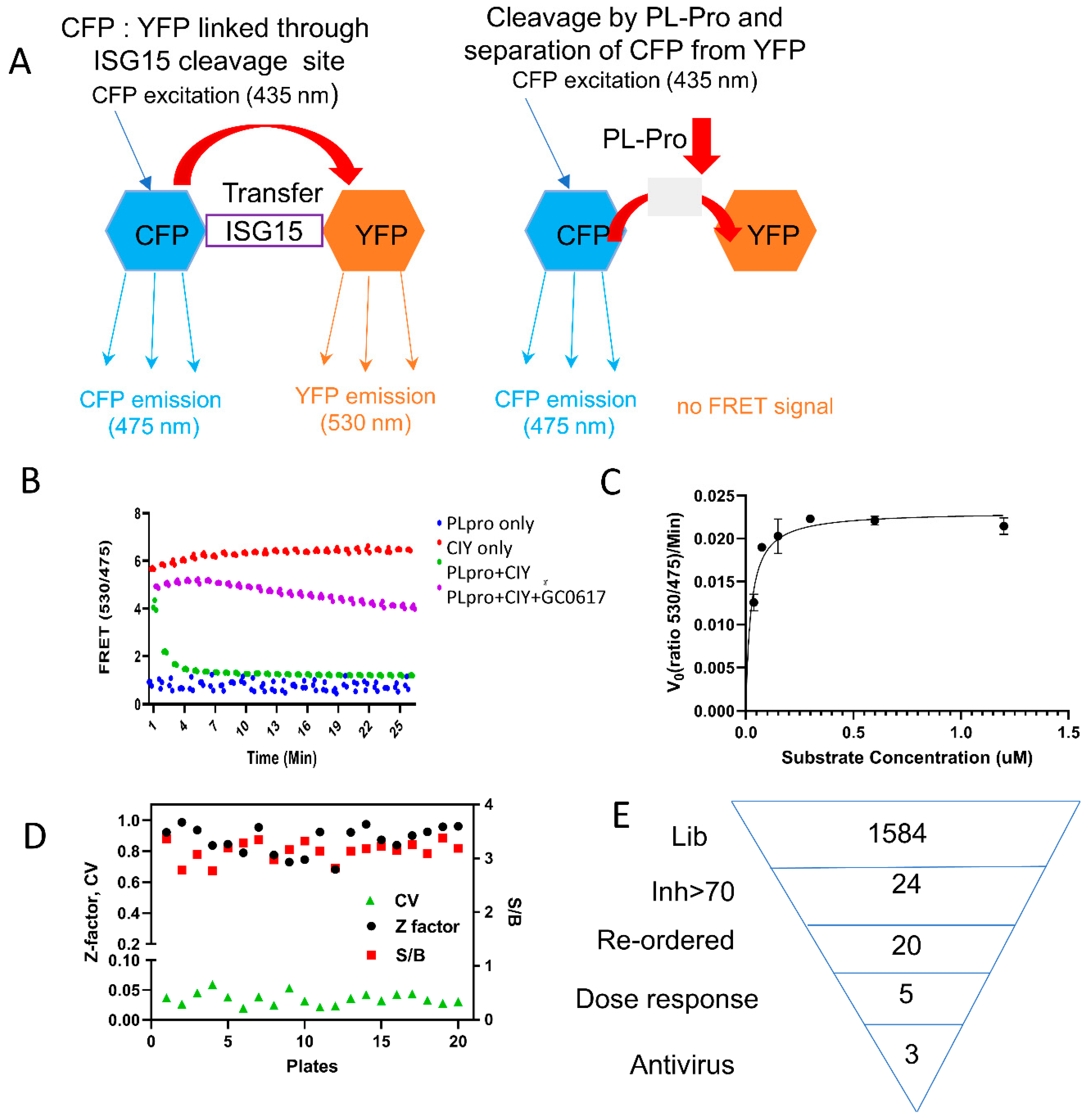 Viruses 16 01239 g001