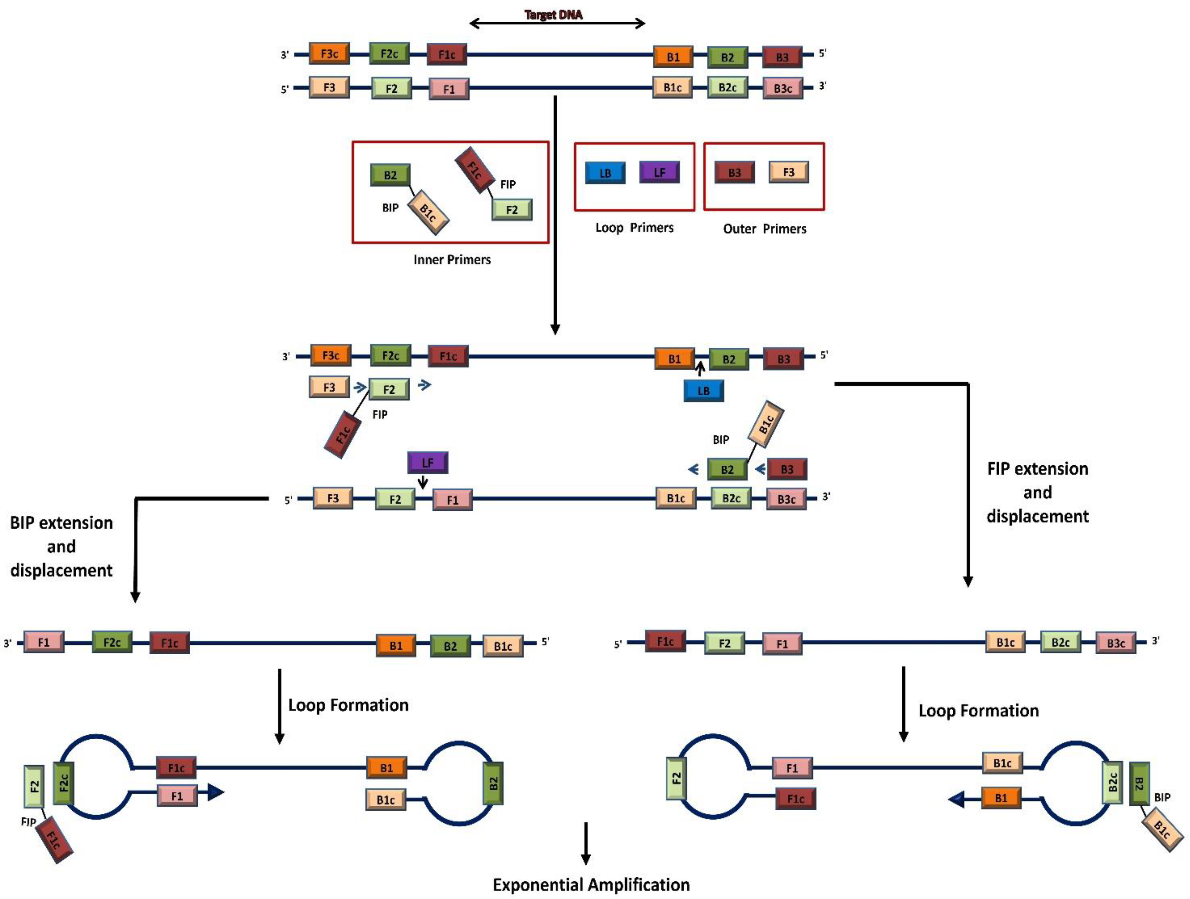 Viruses 16 01248 g002 Viruses 16 01248 g002