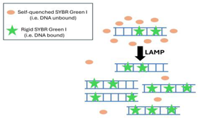 Viruses 16 01248 i001 Viruses 16 01248 i001