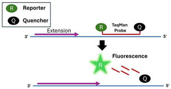 Viruses 16 01248 i002 Viruses 16 01248 i002
