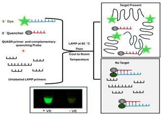 Viruses 16 01248 i007 Viruses 16 01248 i007