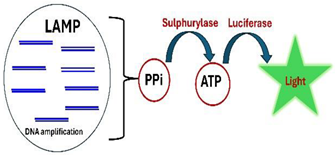 Viruses 16 01248 i012 Viruses 16 01248 i012
