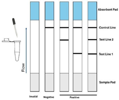 Viruses 16 01248 i013 Viruses 16 01248 i013