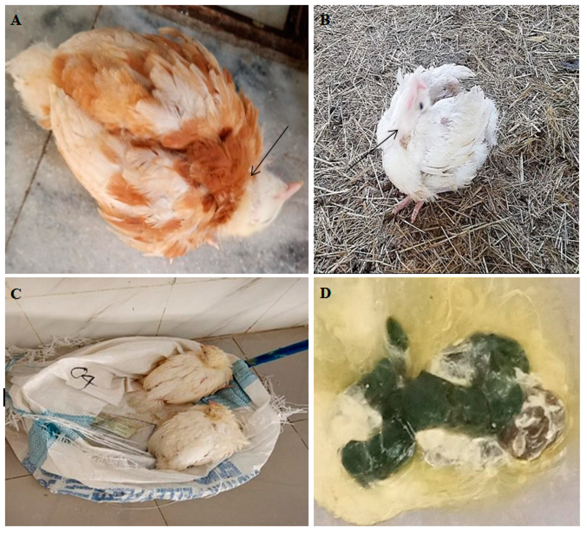 Viruses 16 01249 g002