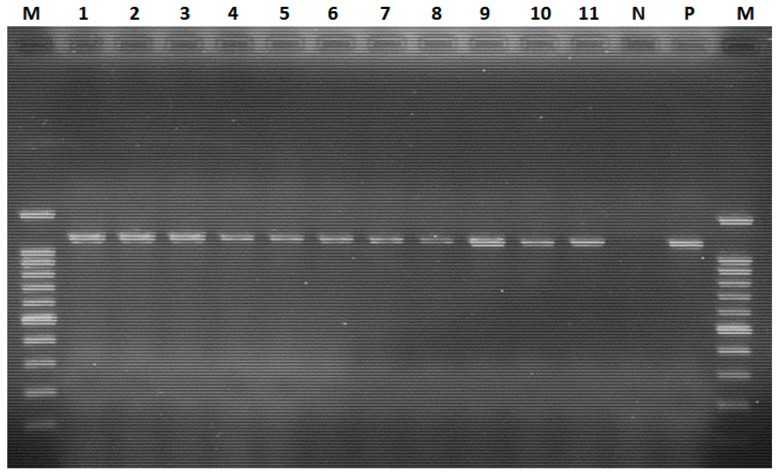 Viruses 16 01249 g004