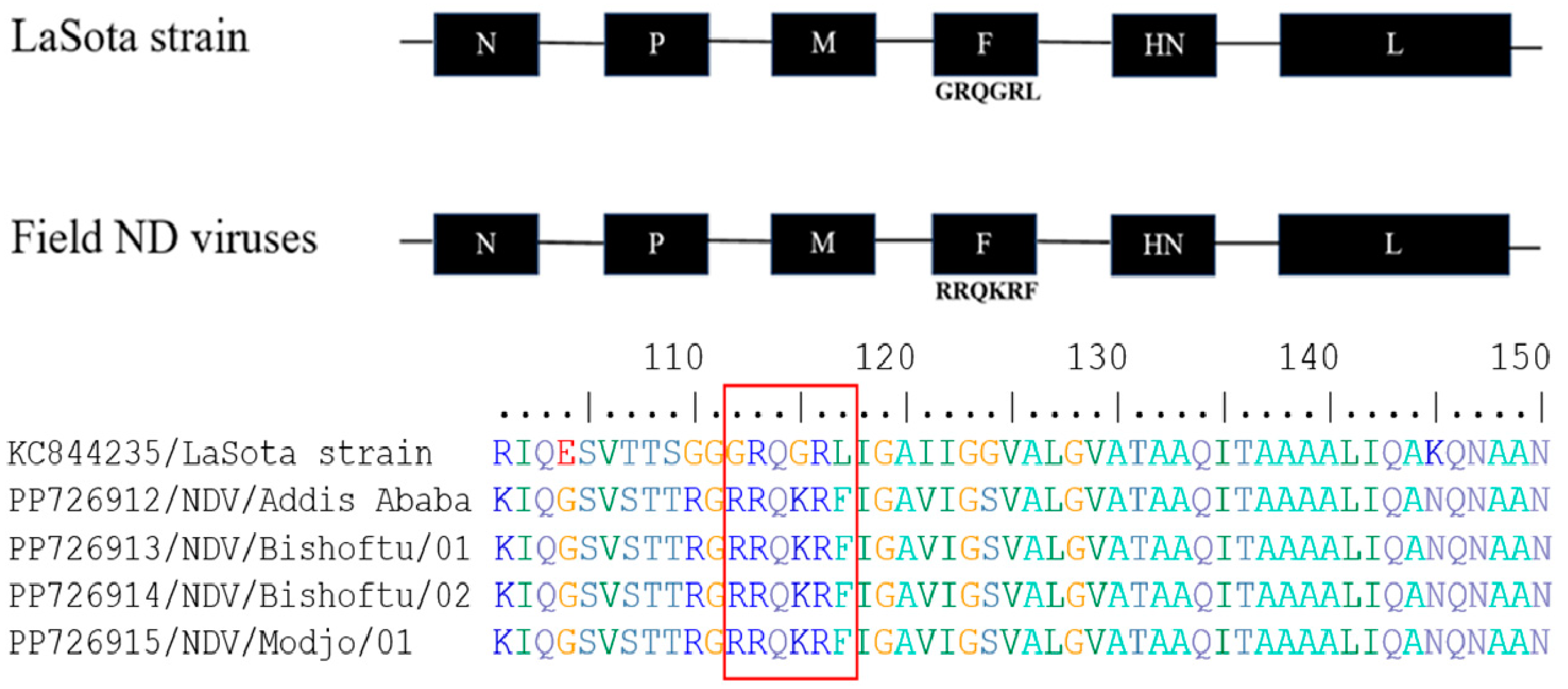 Viruses 16 01249 g005