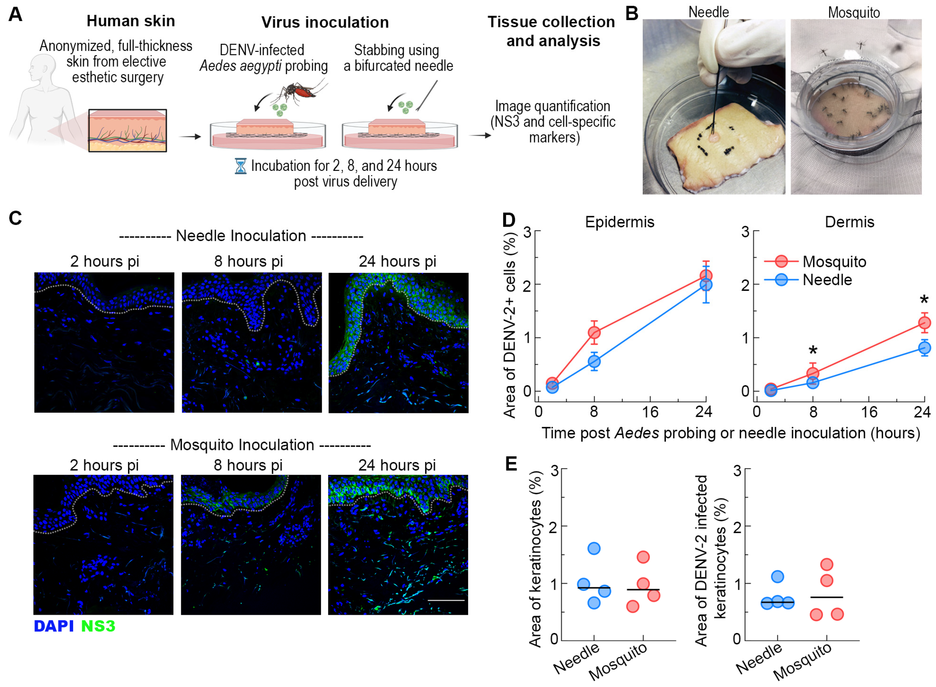 Viruses 16 01253 g001