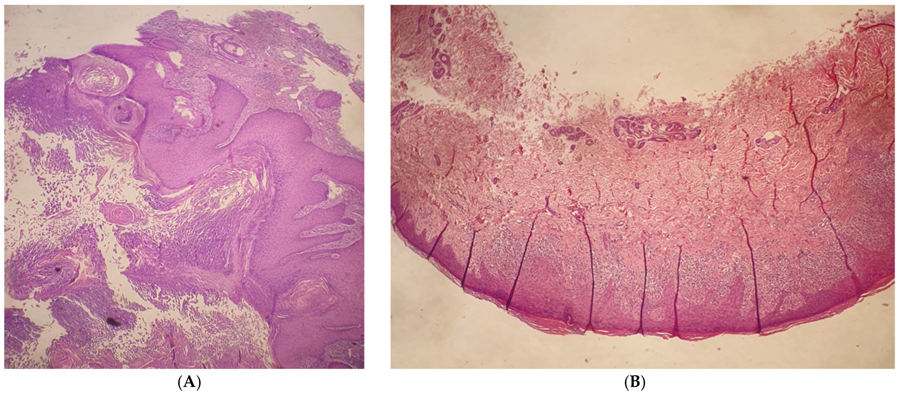 Viruses 16 01260 g002