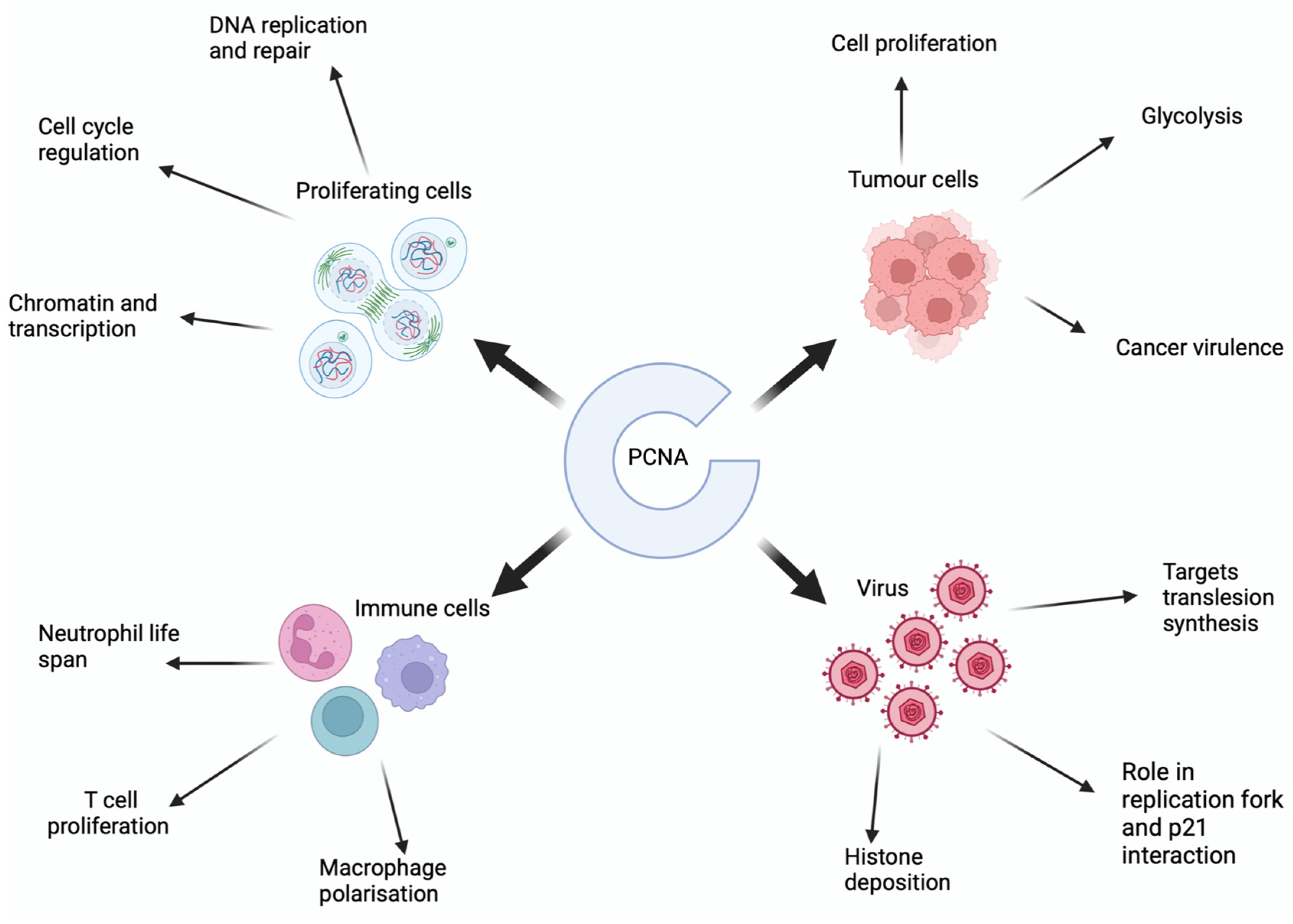 Viruses 16 01264 g001