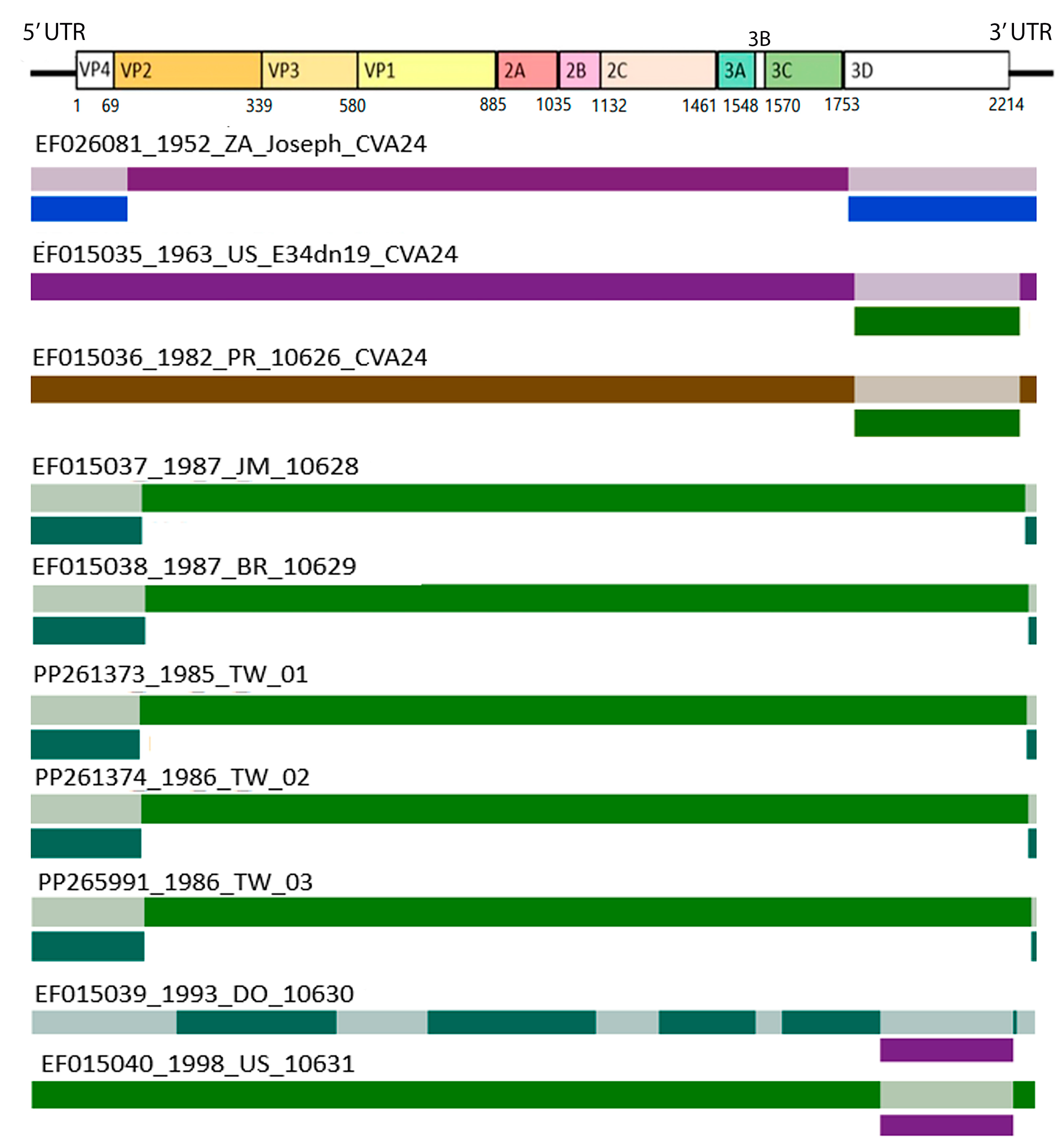 Viruses 16 01267 g003