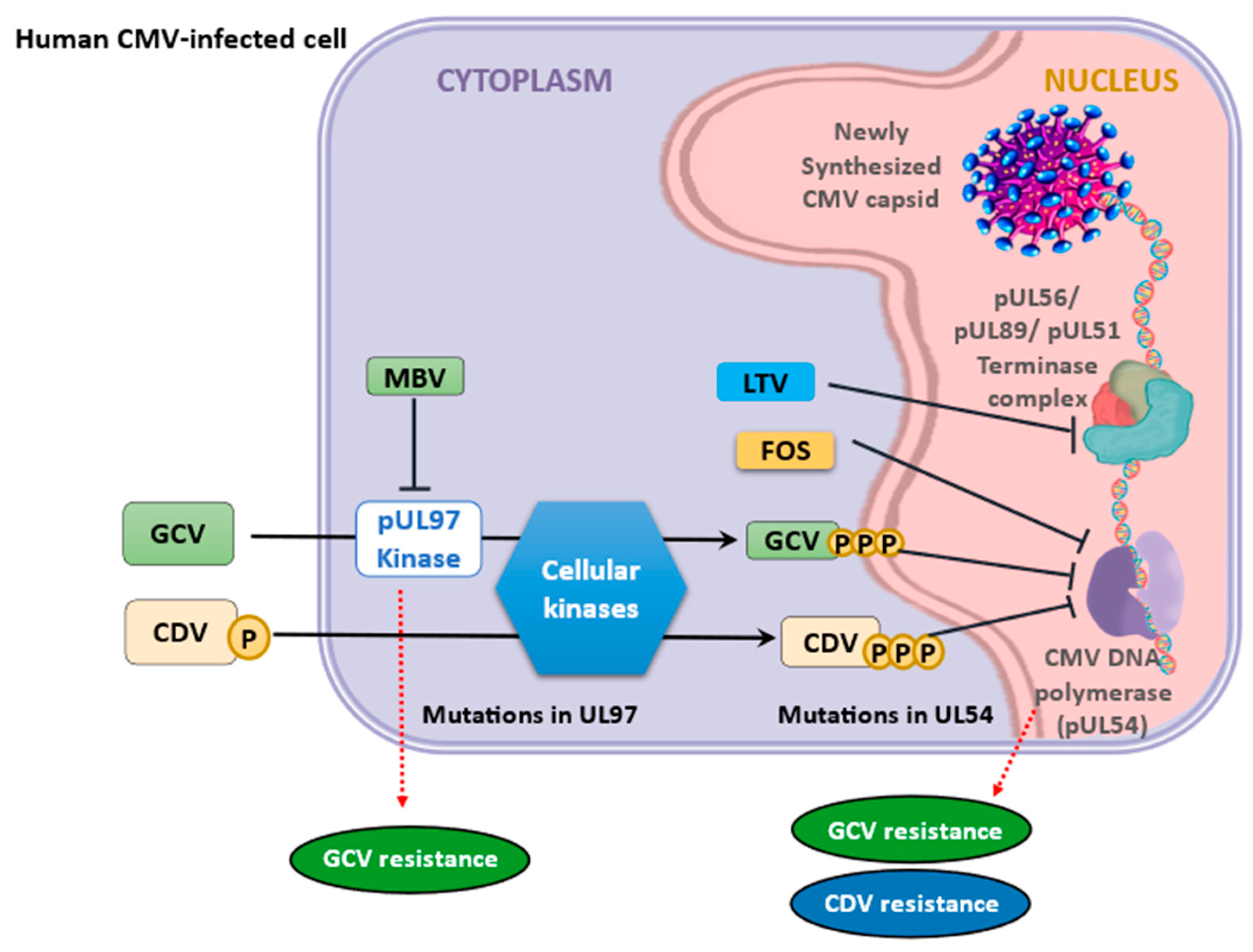 Viruses 16 01268 g001 Viruses 16 01268 g001