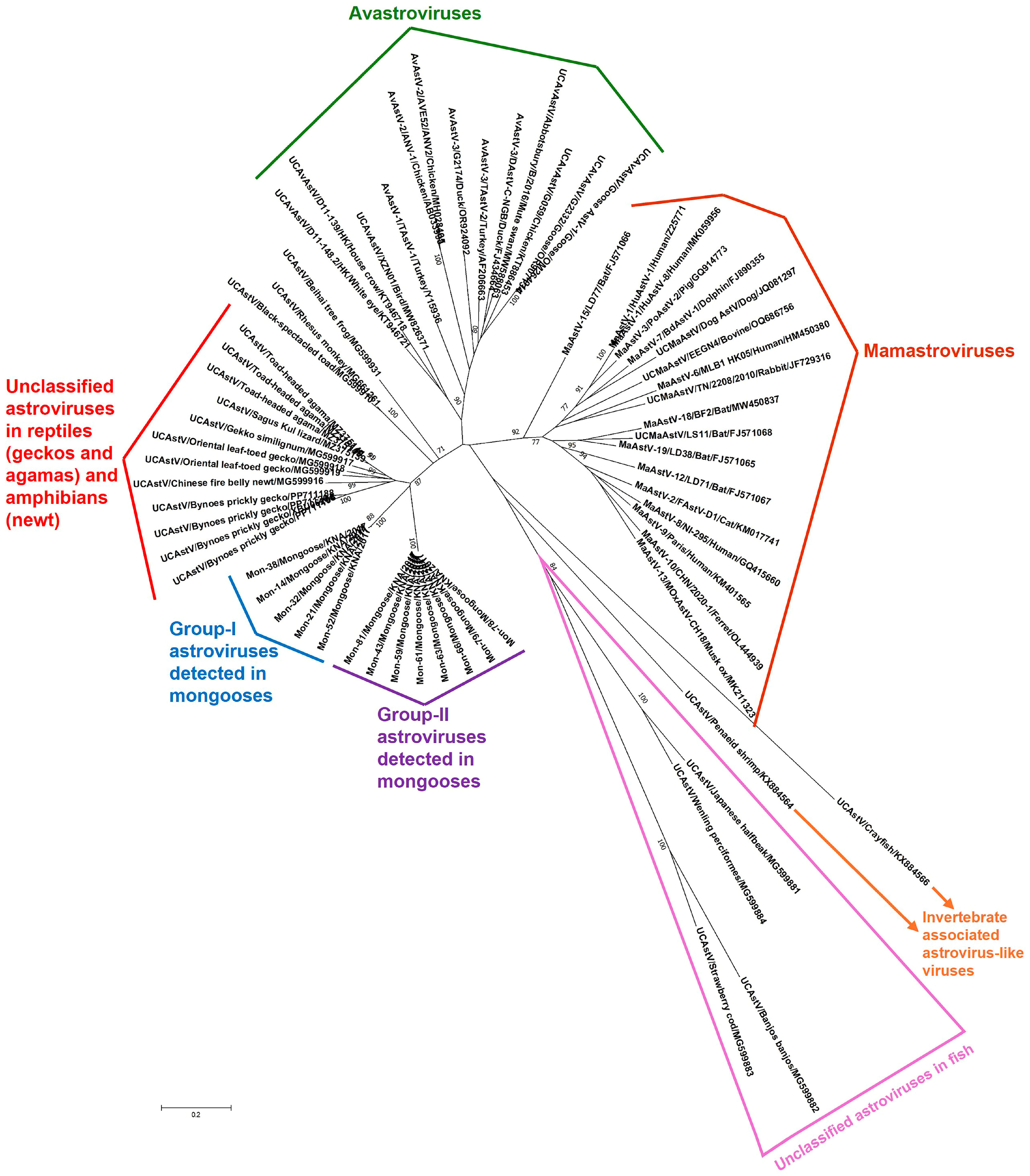 Viruses 16 01269 g002
