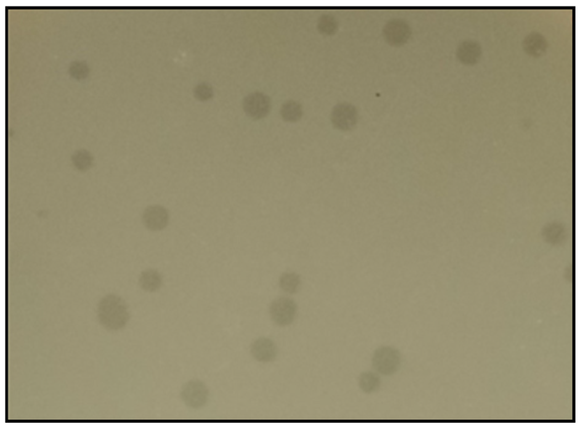 Viruses 16 01275 g001