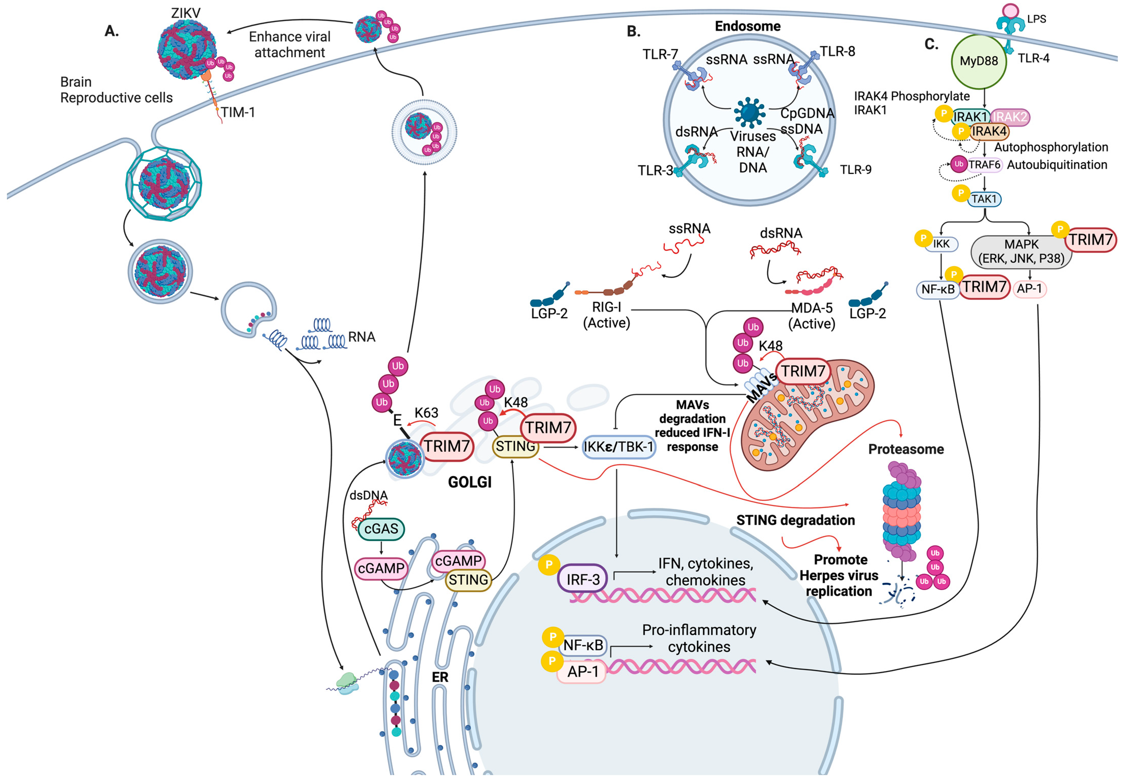 Viruses 16 01285 g002