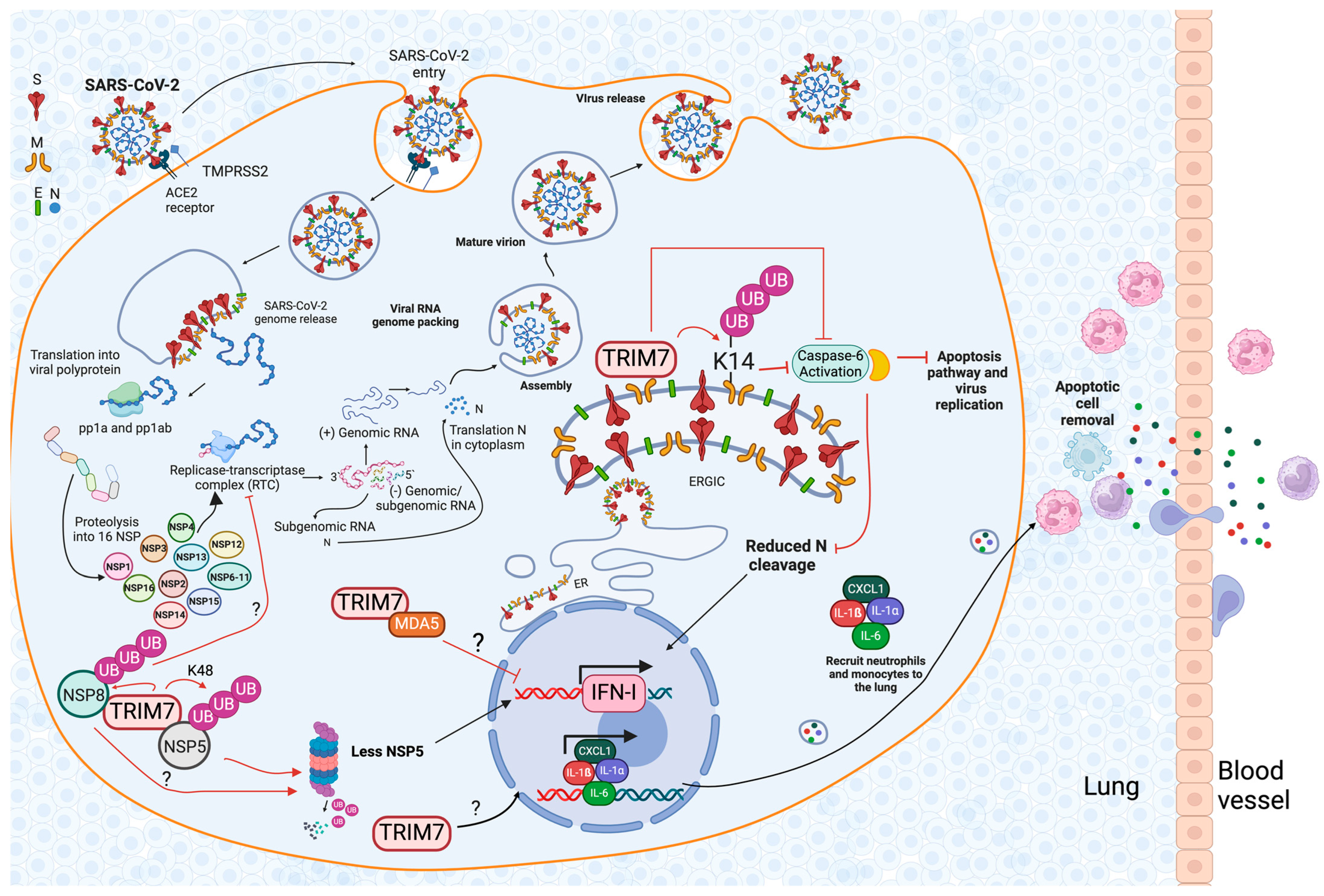 Viruses 16 01285 g004