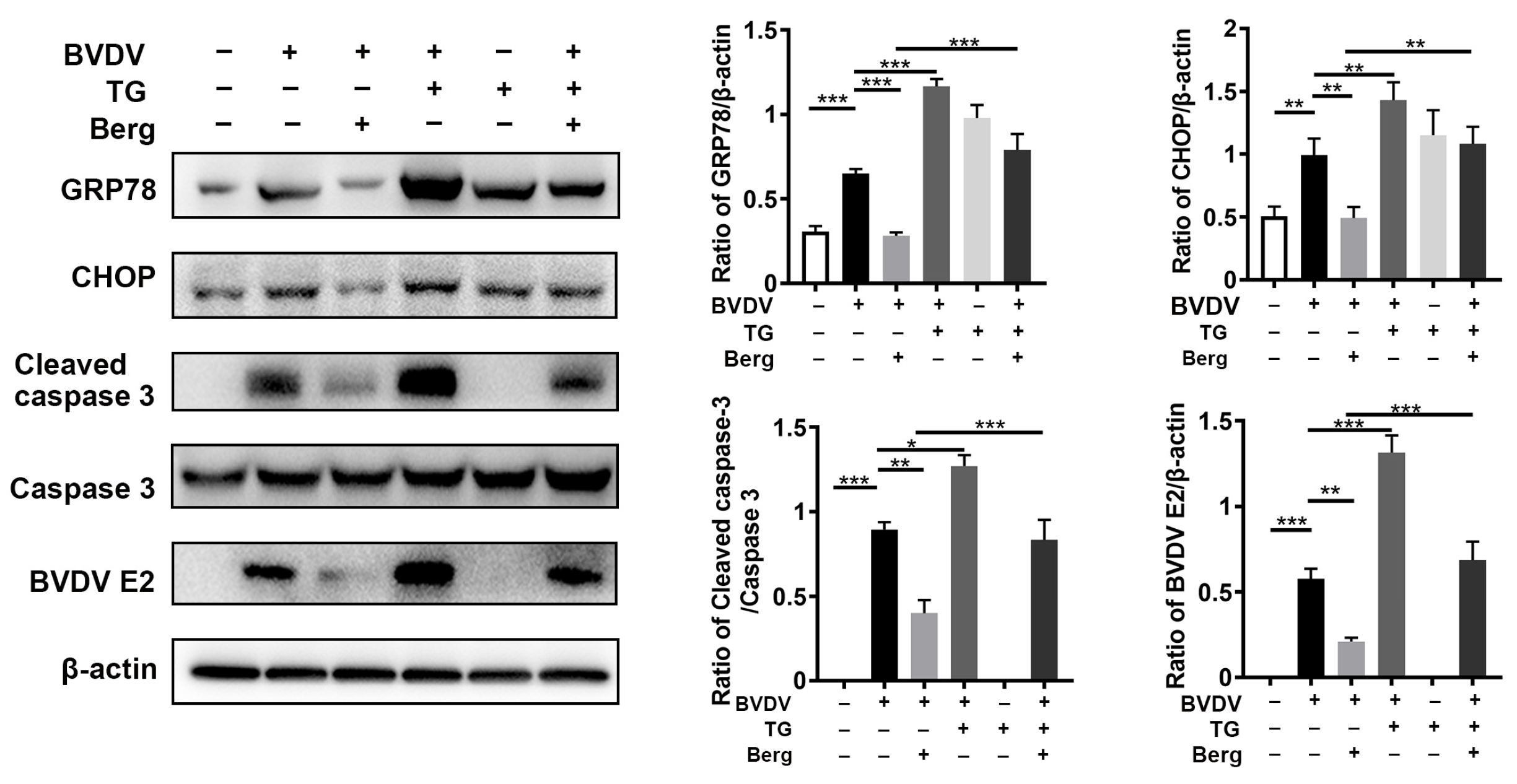 Viruses 16 01287 g005