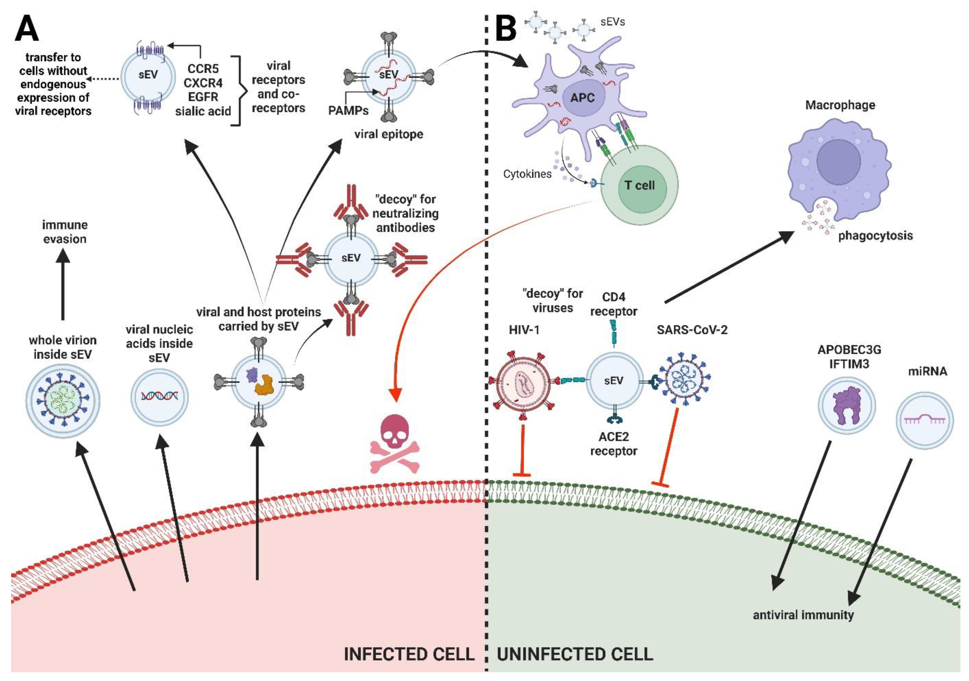 Viruses 16 01291 g001
