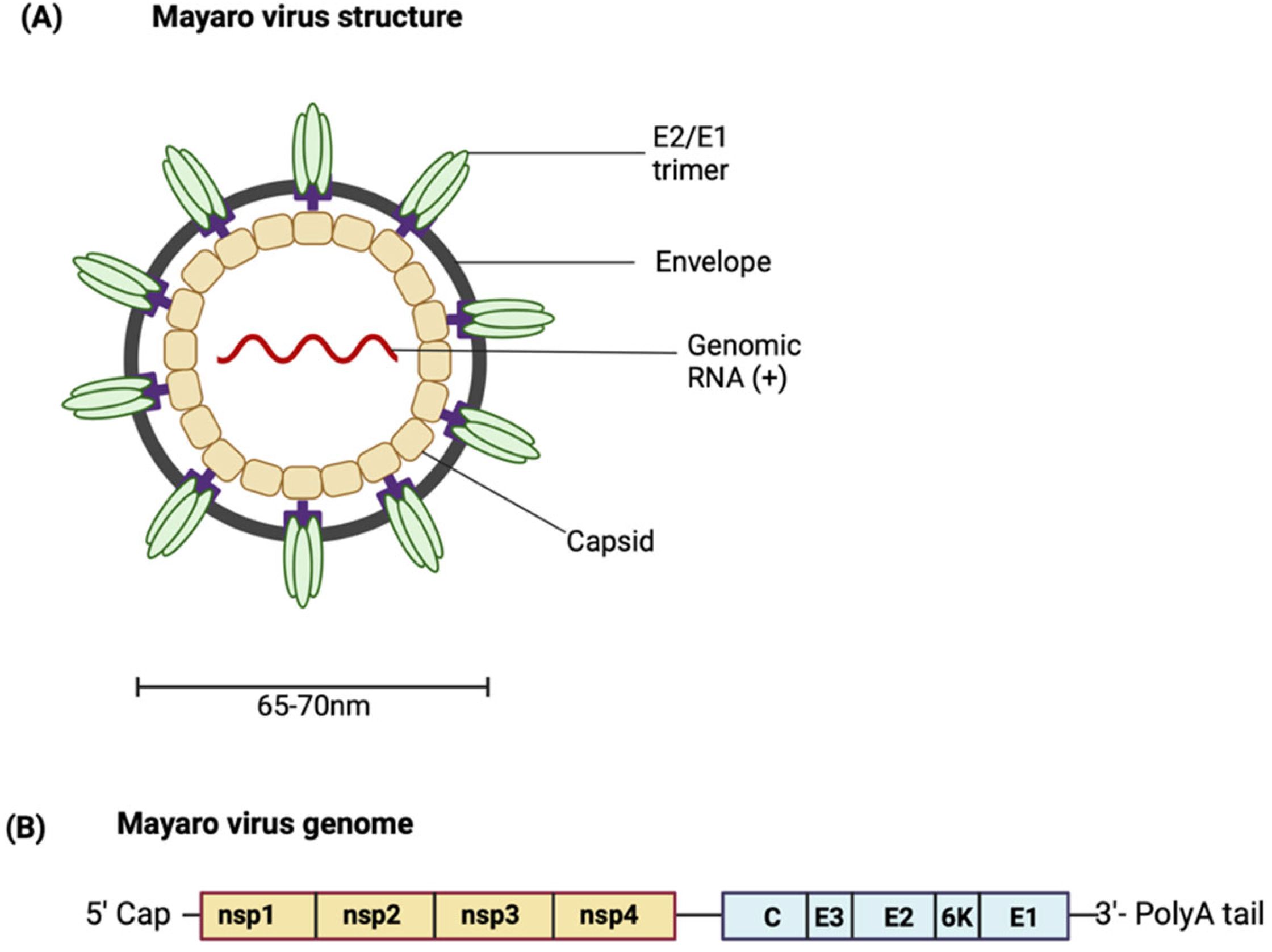 Viruses 16 01297 g001 Viruses 16 01297 g001