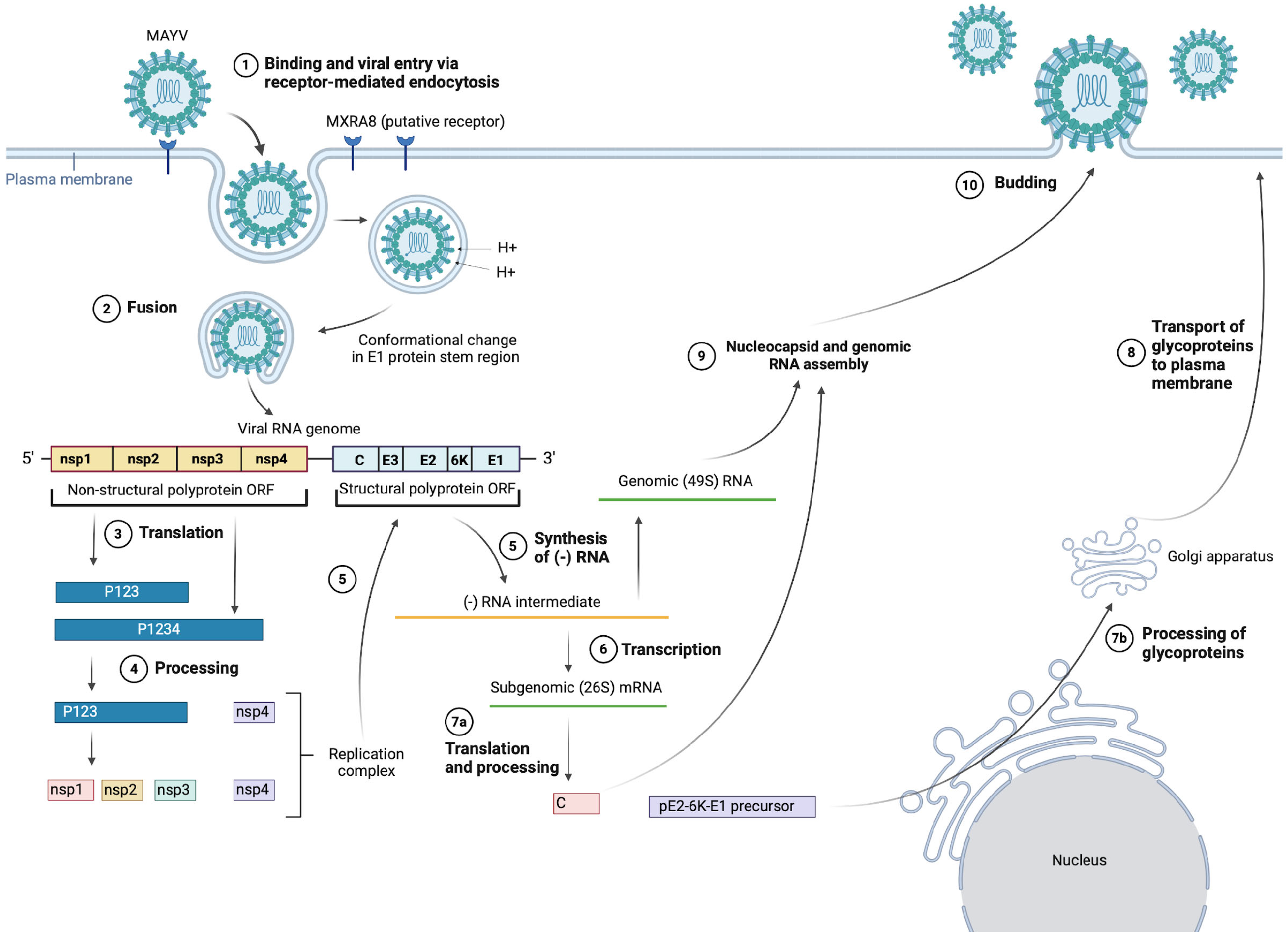 Viruses 16 01297 g002 Viruses 16 01297 g002