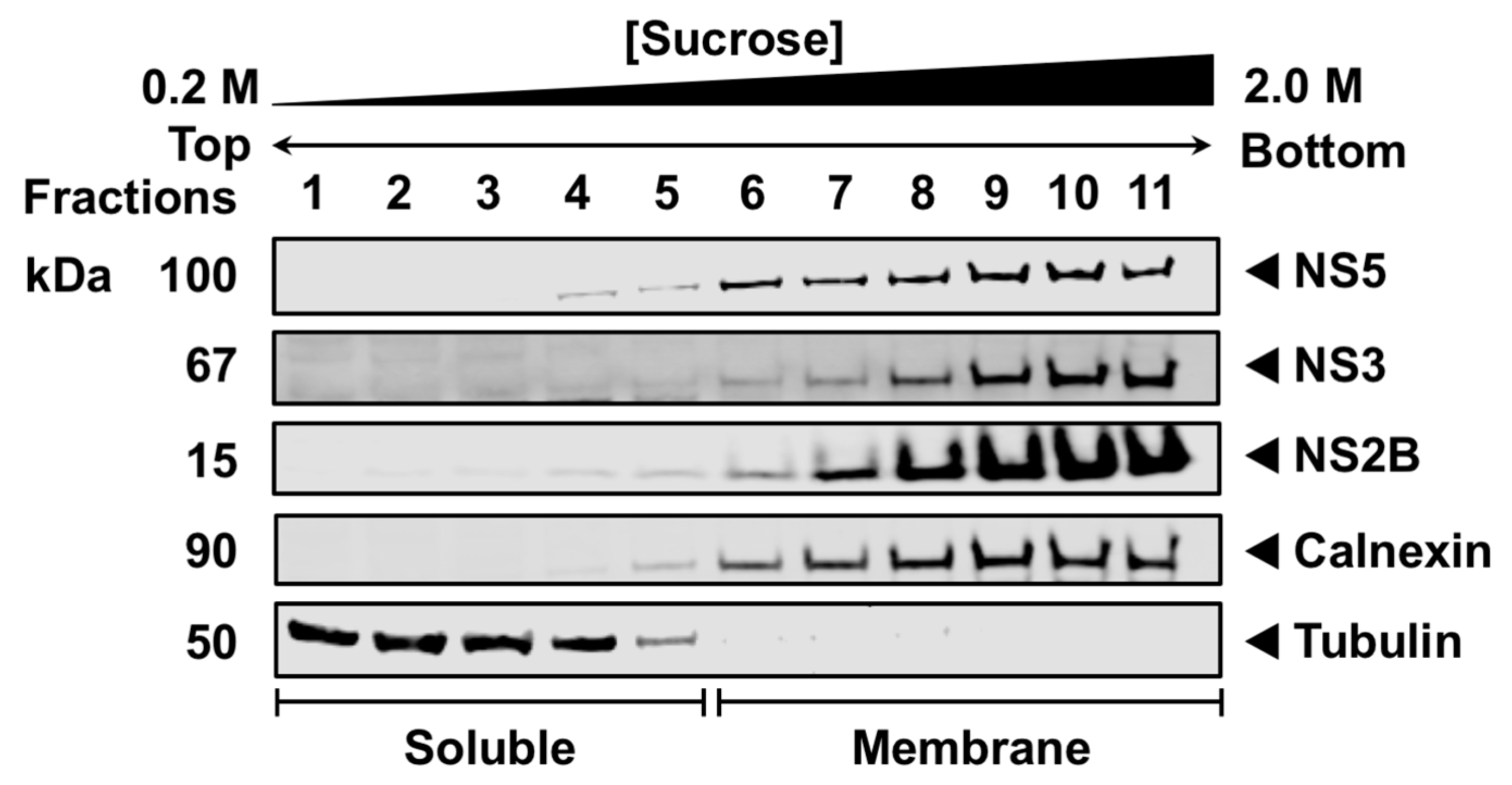 Viruses 16 01303 g001