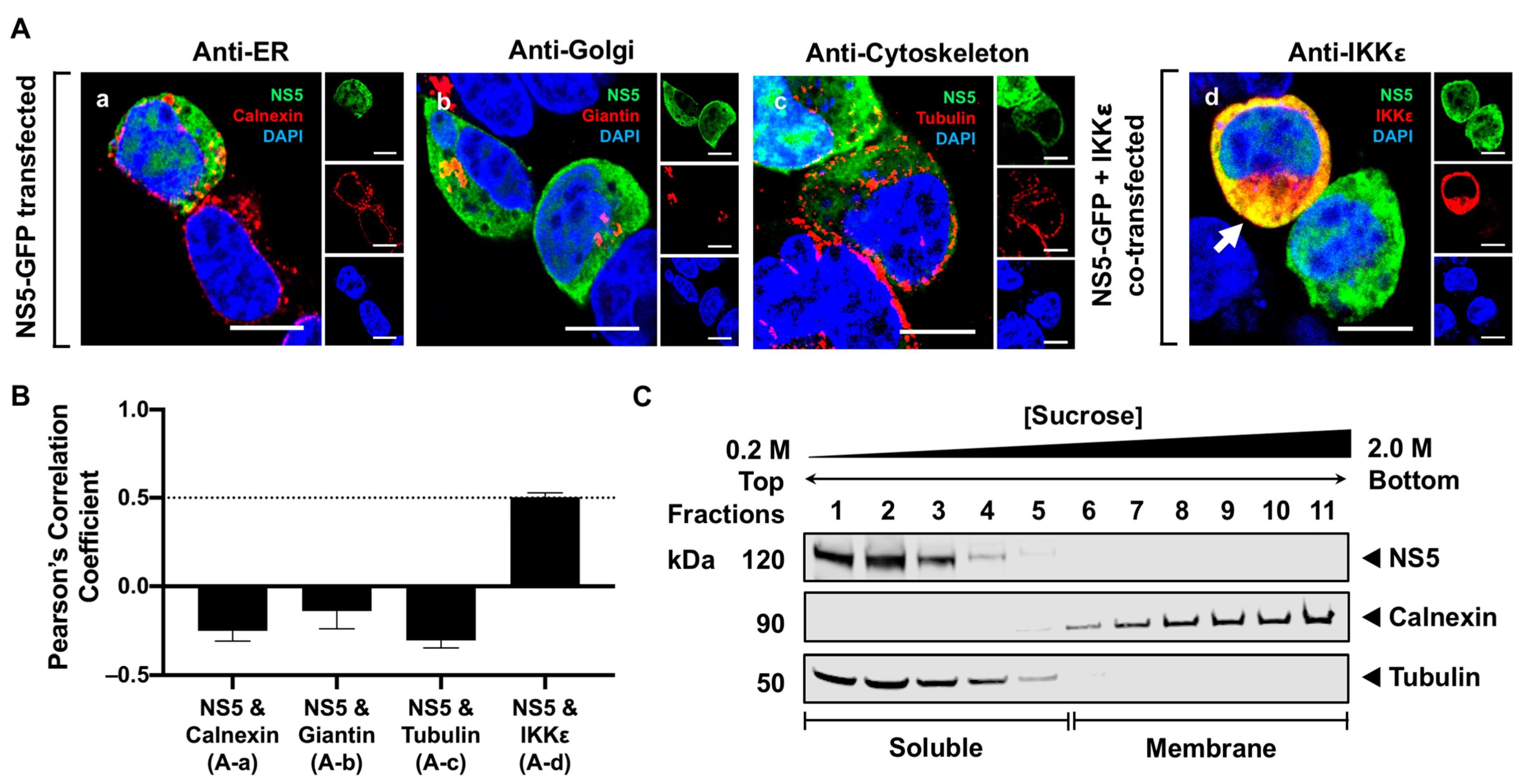 Viruses 16 01303 g002