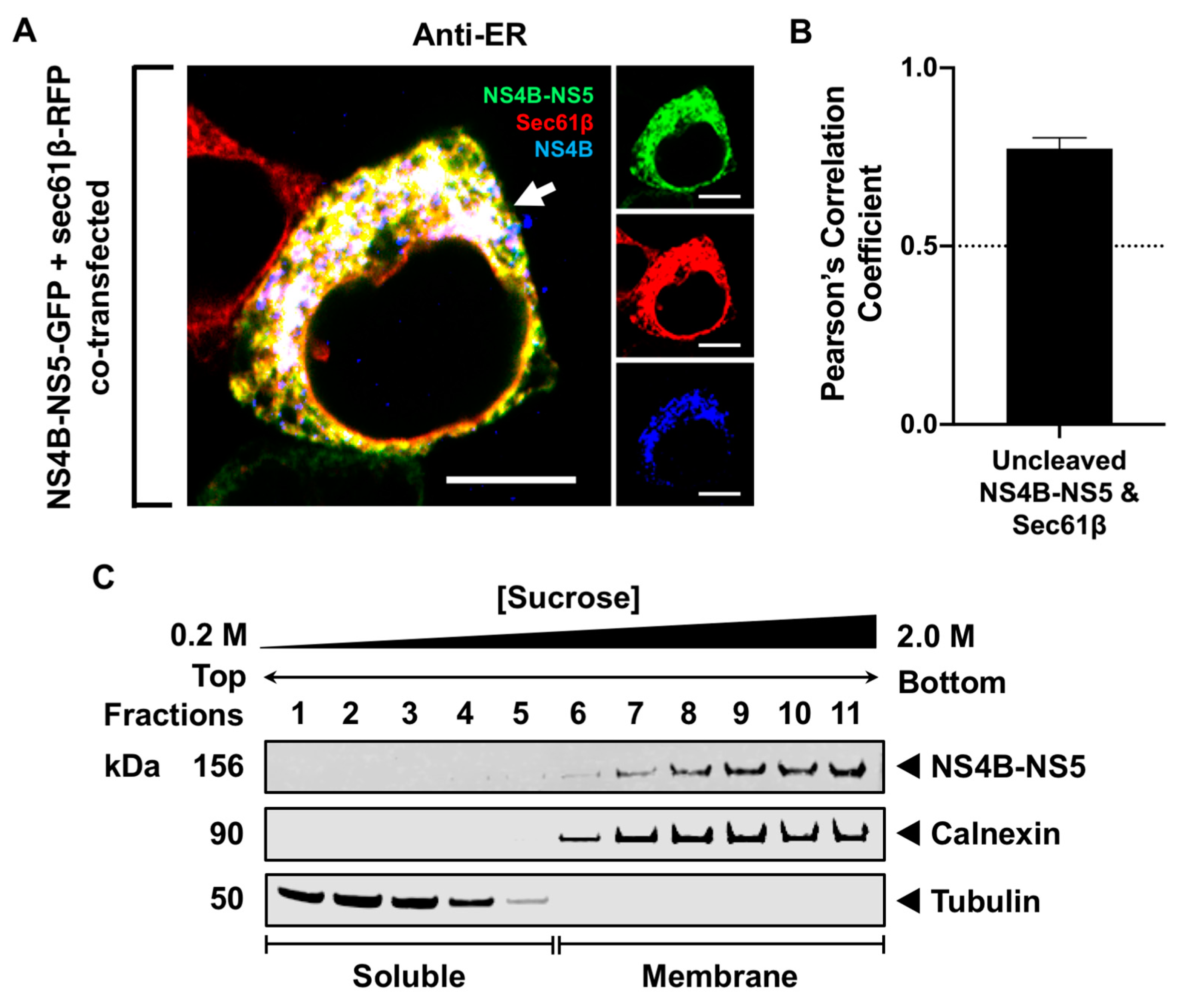 Viruses 16 01303 g003