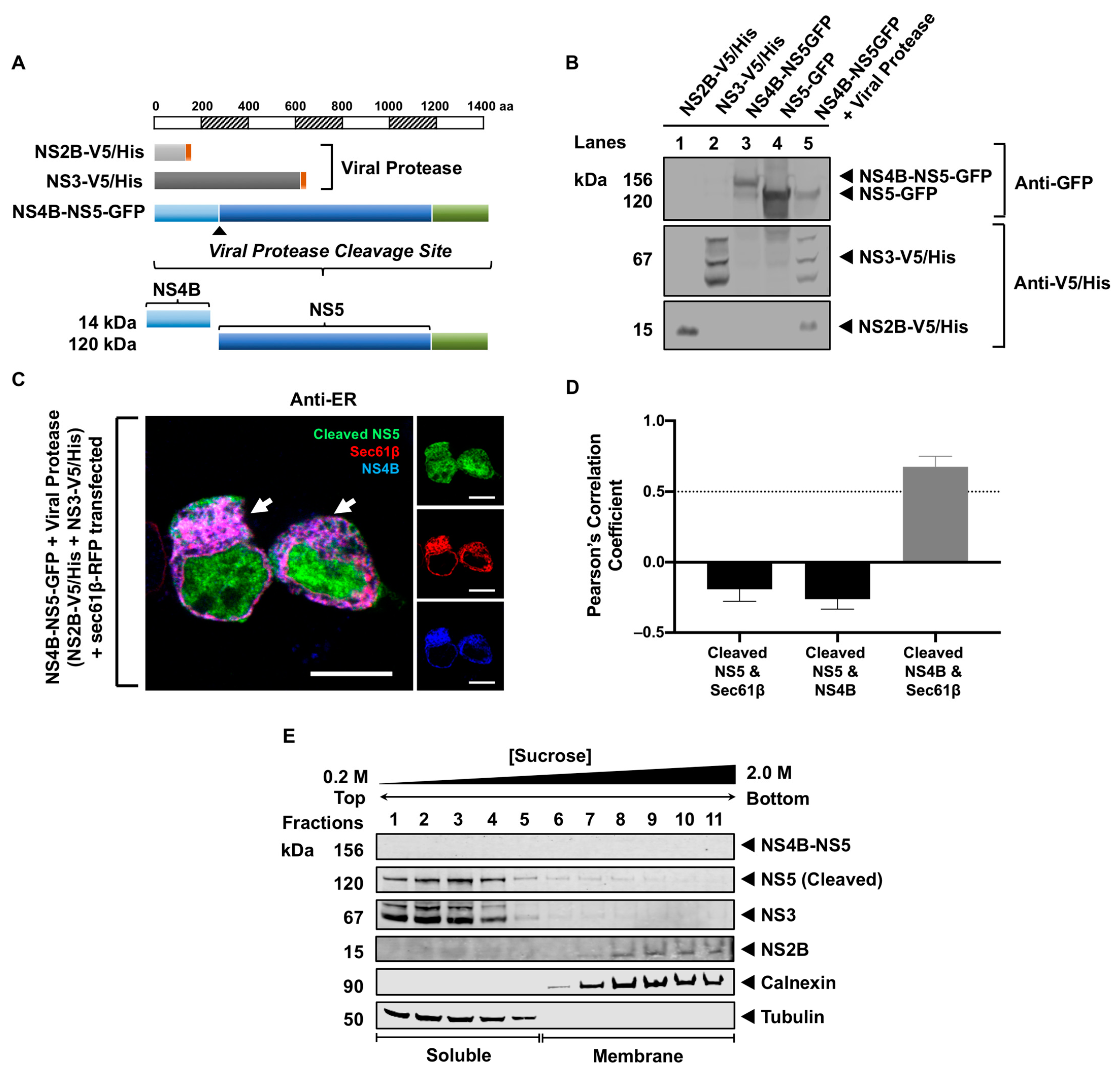 Viruses 16 01303 g004