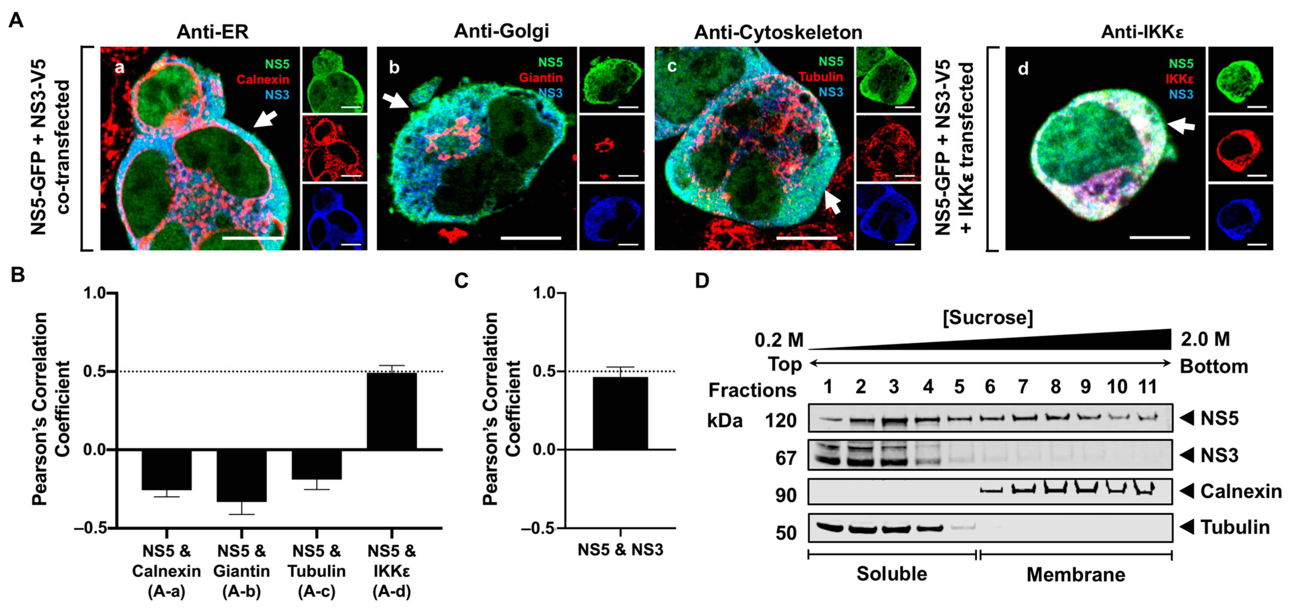 Viruses 16 01303 g005