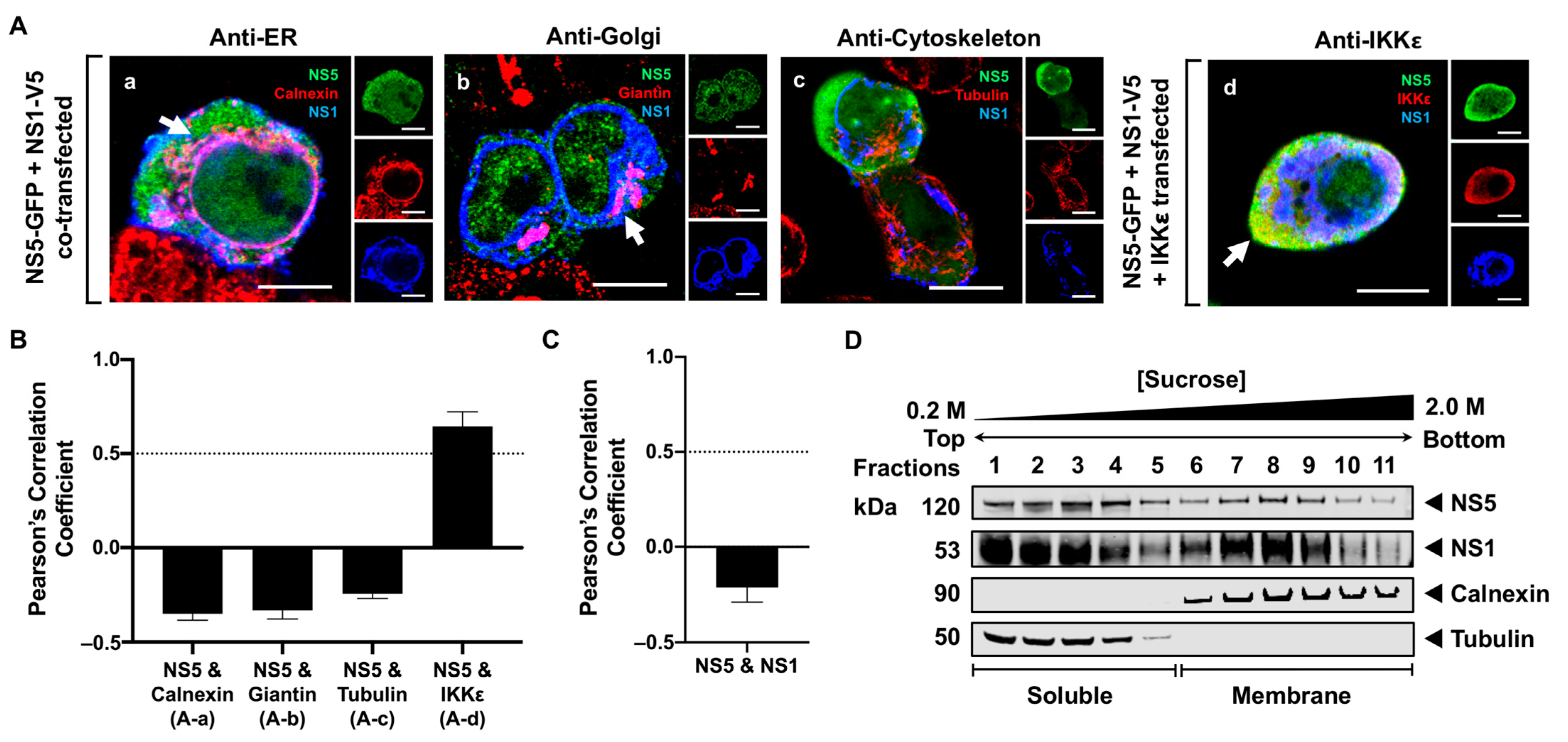 Viruses 16 01303 g006