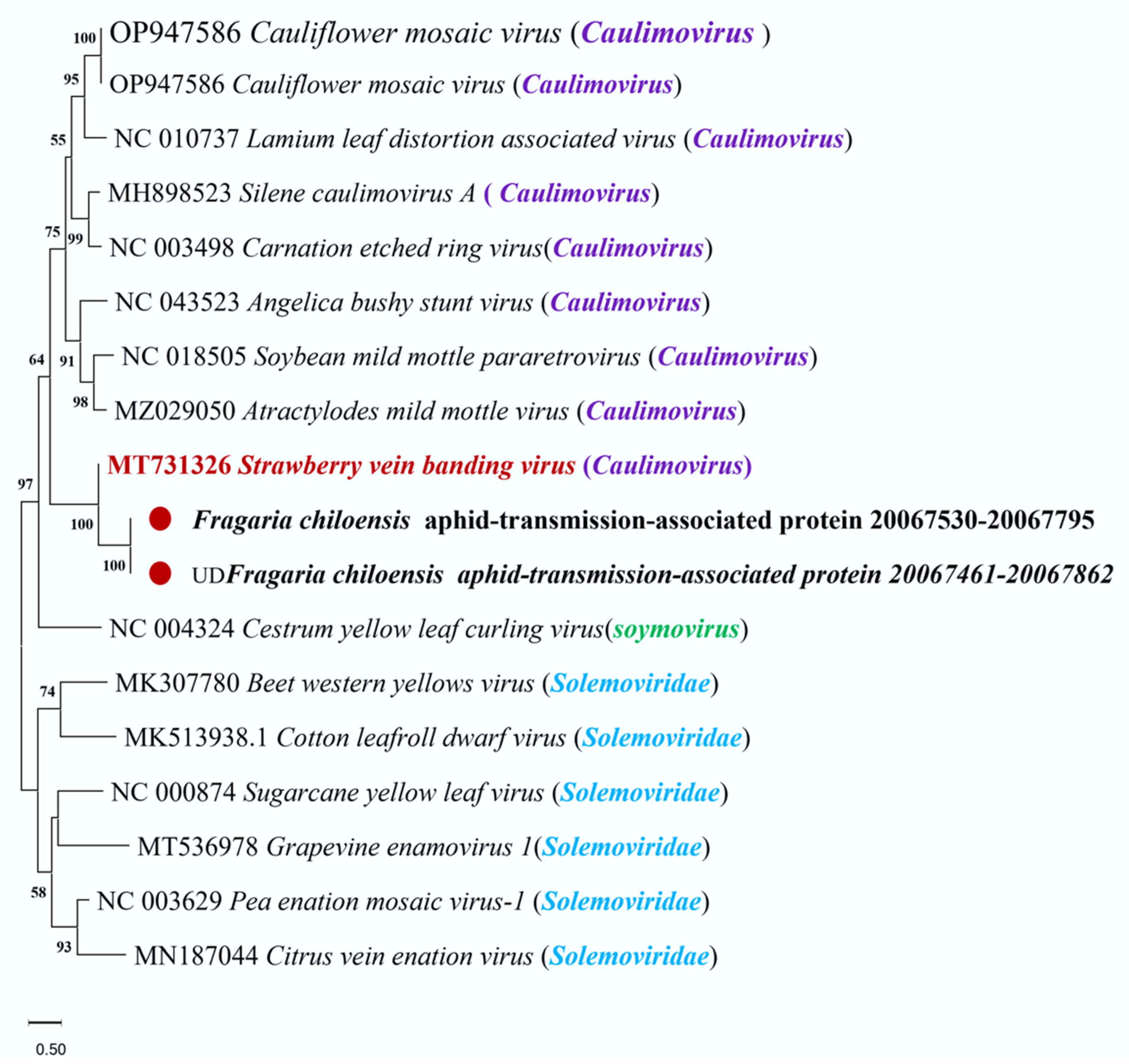 Viruses 16 01306 g006
