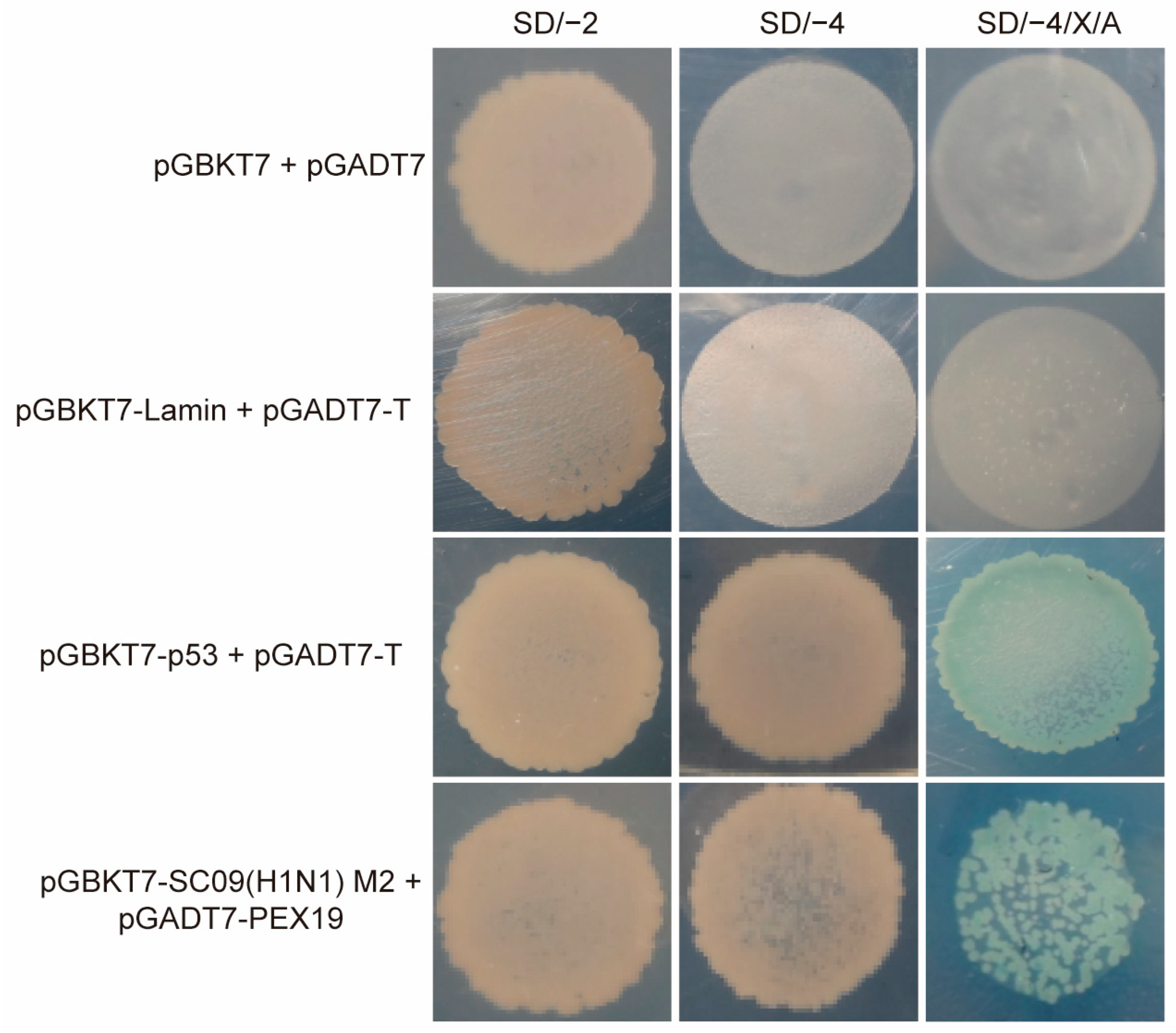 Viruses 16 01309 g001