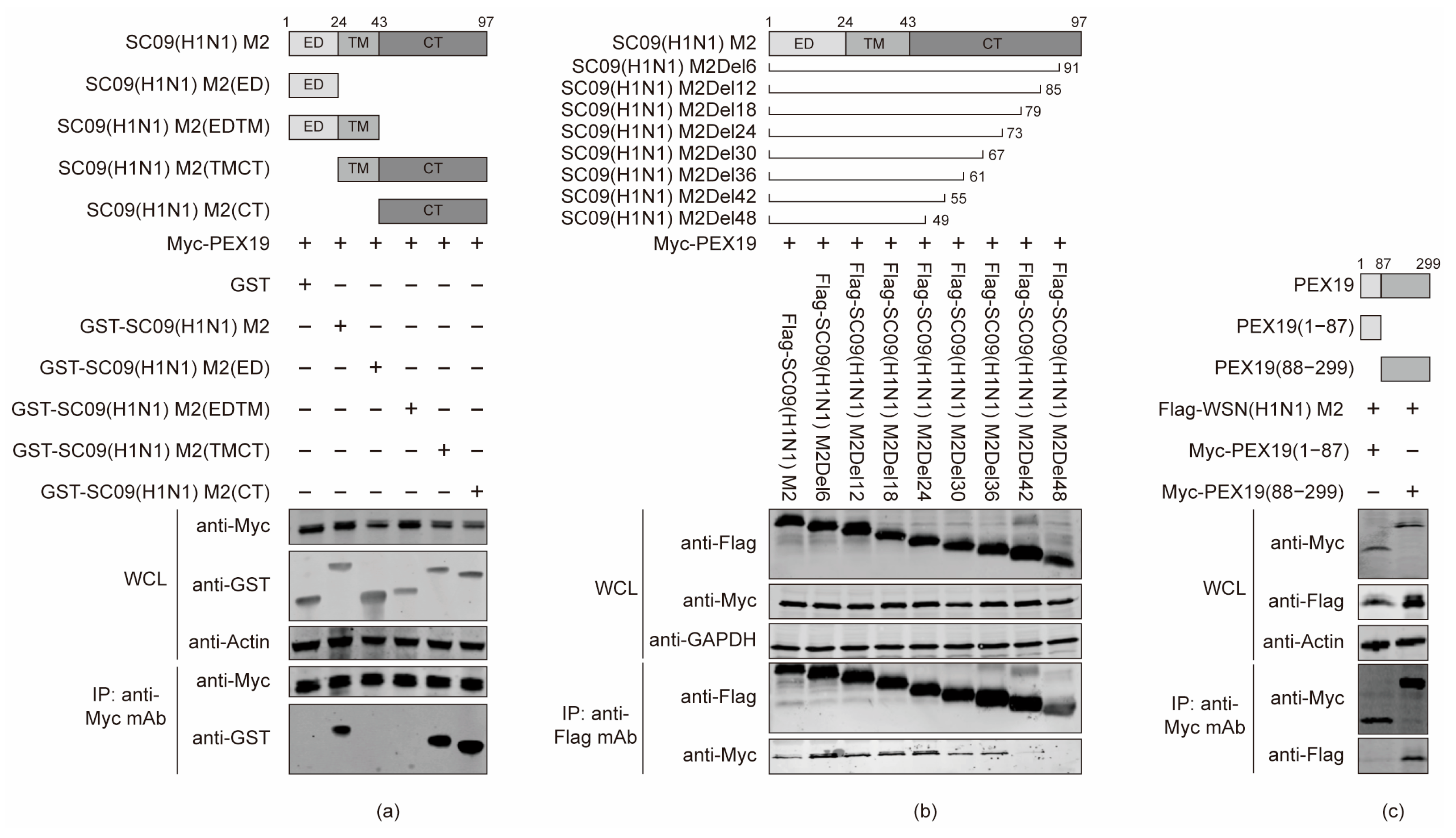 Viruses 16 01309 g003
