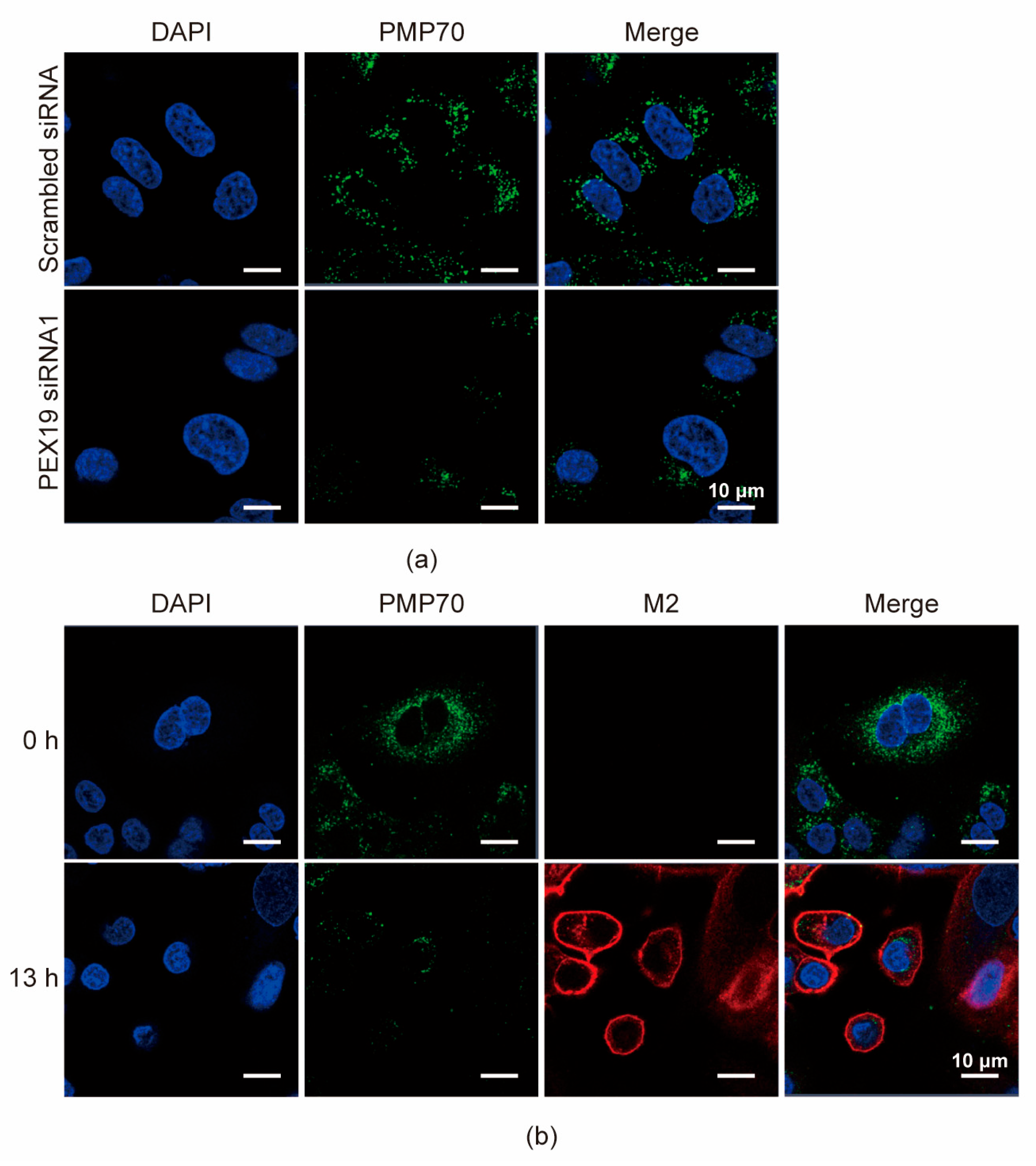Viruses 16 01309 g005