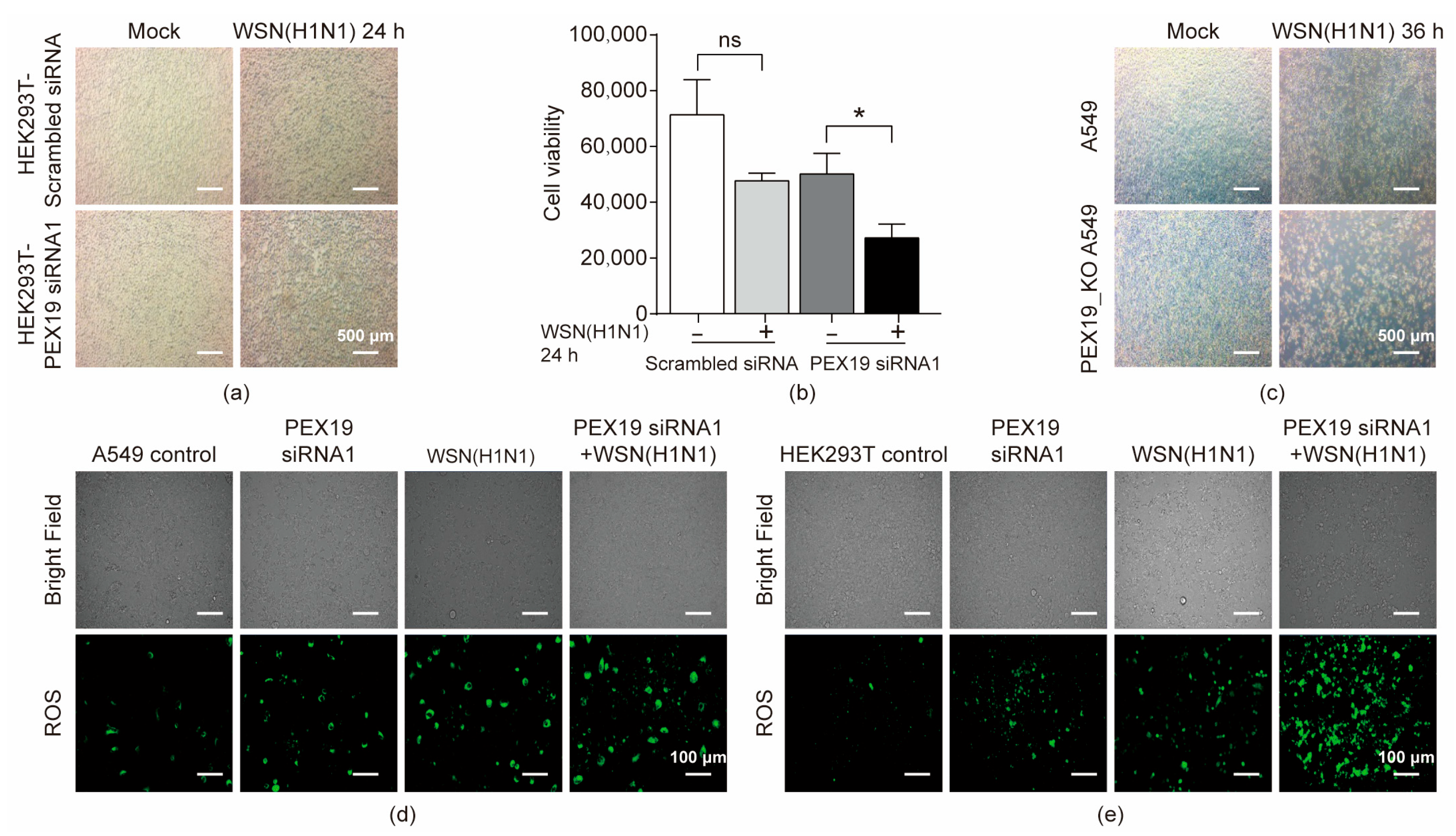 Viruses 16 01309 g006